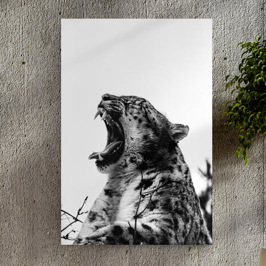 Jaguar Yawn In Monochrome Portrait Canvas Wall Art - Image by Tailored Canvases