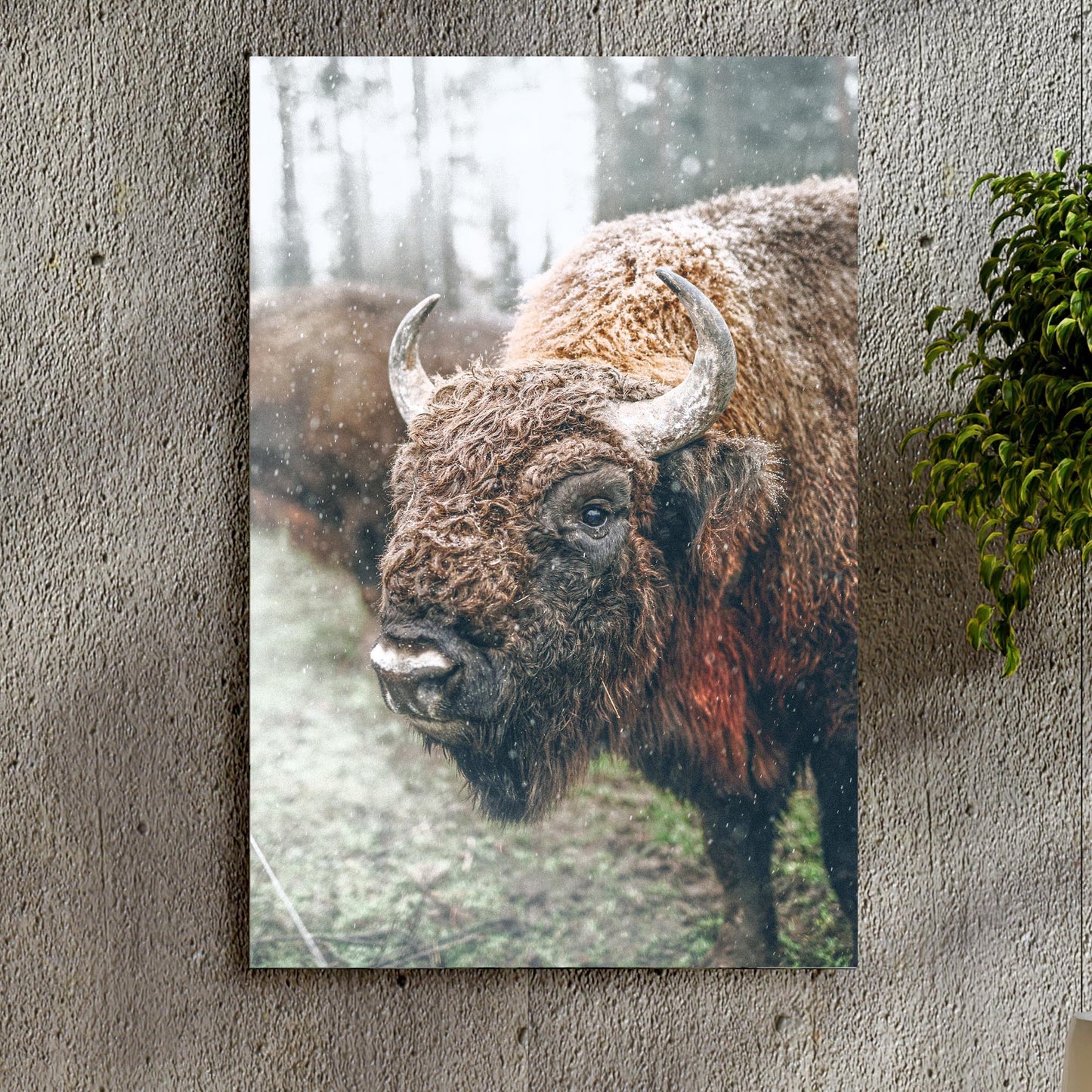 European Bison Cattle Canvas Wall Art - Image by Tailored Canvases