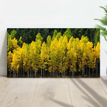 Colorado Aspen Grove Canvas Wall Art