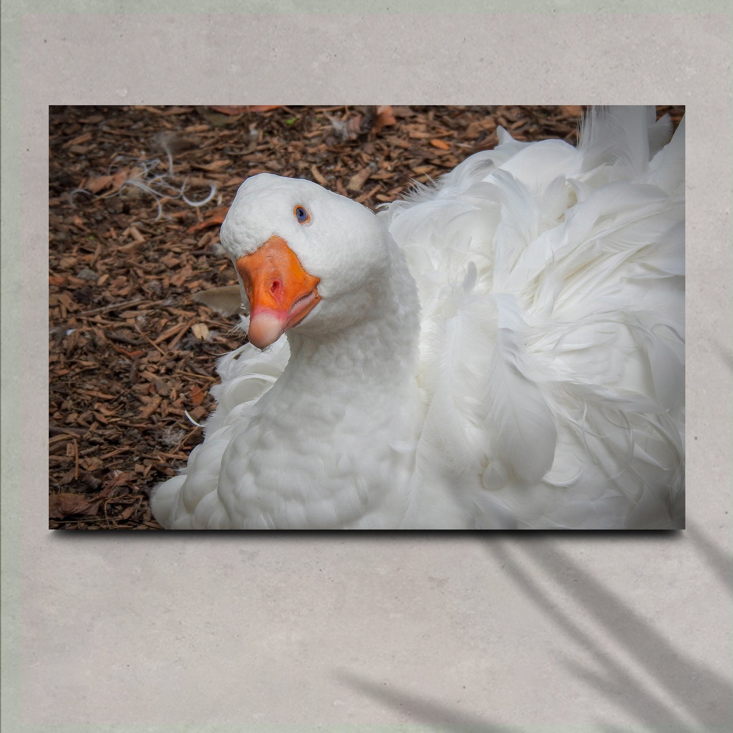 Goose Who's Waiting Canvas Wall Art - Image by Tailored Canvases
