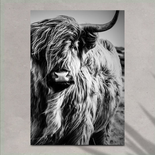 Black And White Highland Cow Portrait Canvas Wall Art - Image by Tailored Canvases