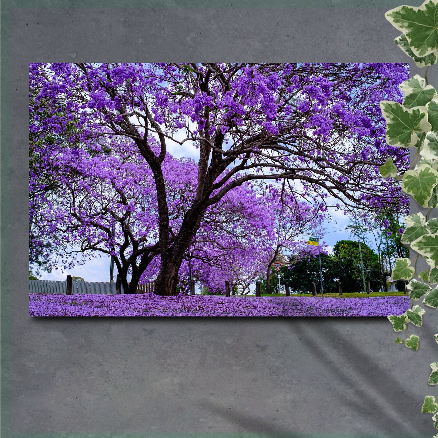 Jacaranda Trees Canvas Wall Art - Image by Tailored Canvases