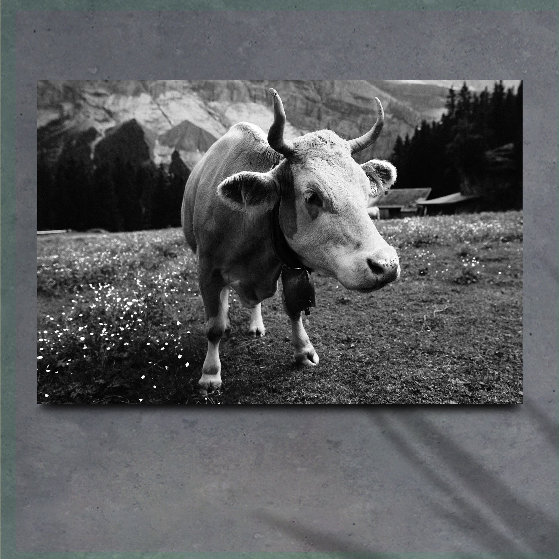 Monochrome Cattle Canvas Wall Art - Image by Tailored Canvases