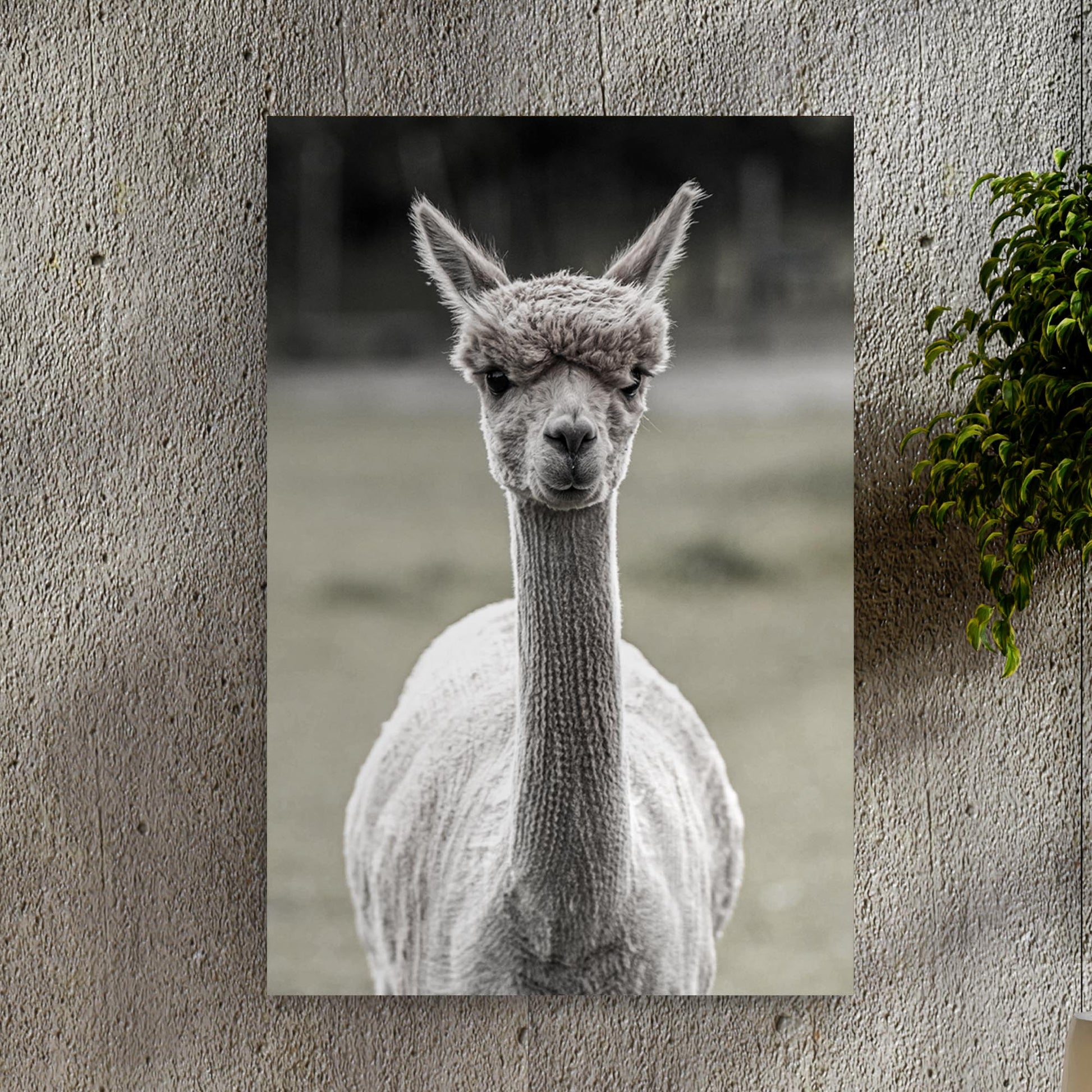 Monochrome Curious Llama Portrait Canvas Wall Art - Image by Tailored Canvases