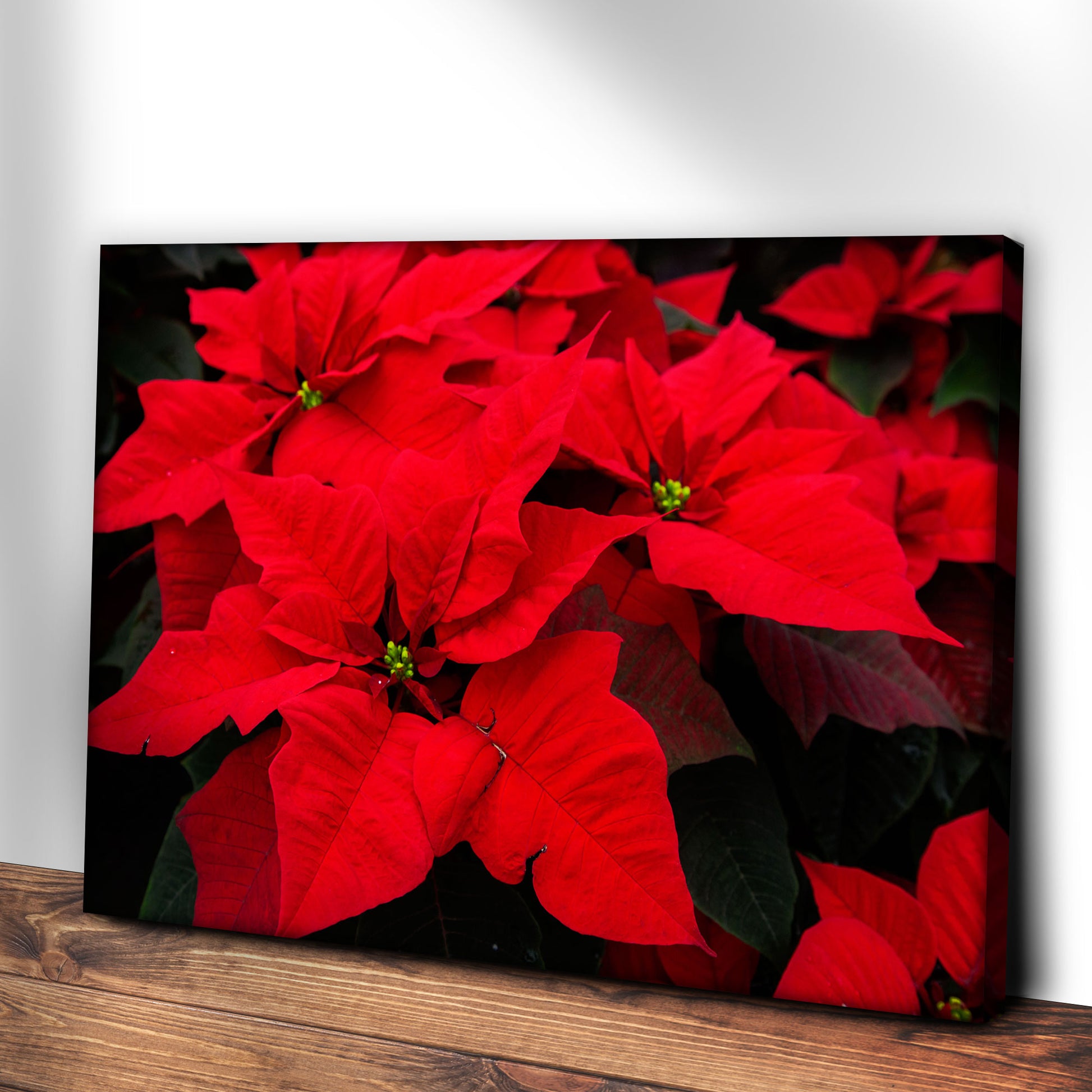 Flowers Poinsettia Crimson Canvas Wall Art Style 2 - Image by Tailored Canvases
