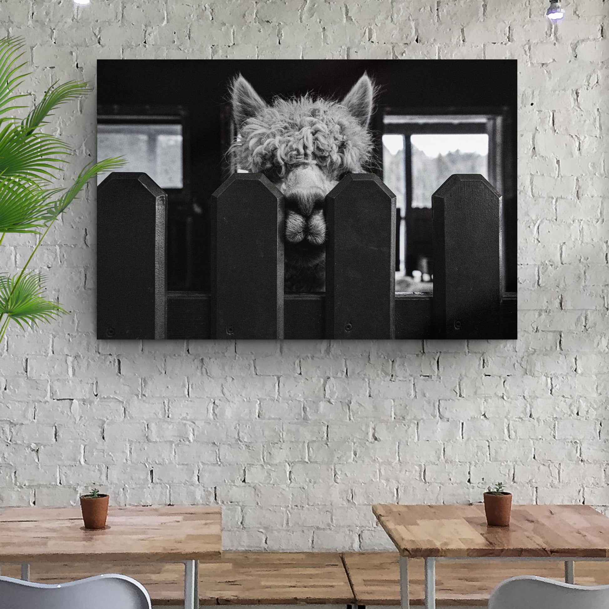 Monochrome Alpaca Behind The Fence Canvas Wall Art - Image by Tailored Canvases