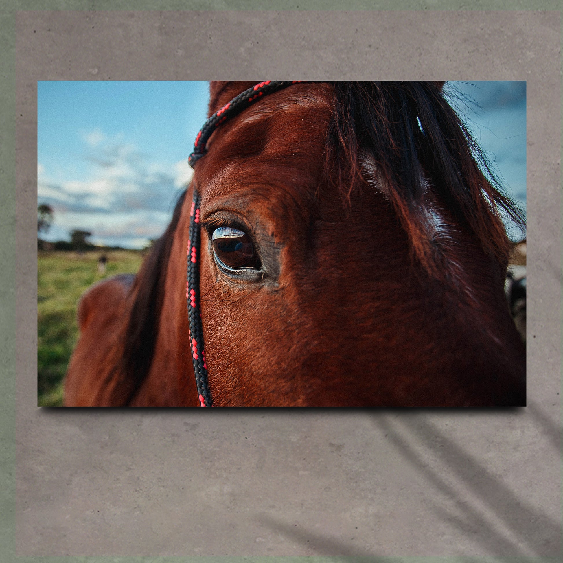 Horse Eye Canvas Wall Art - Image by Tailored Canvases