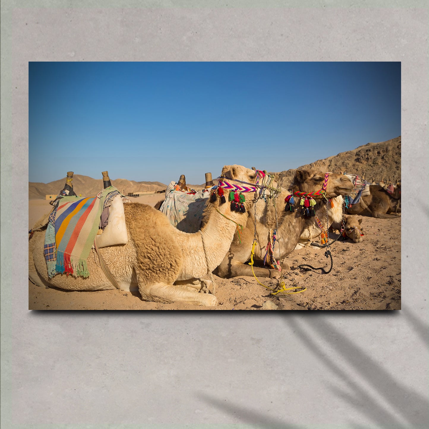 Camels In Sinai Desert Canvas Wall Art II - Image by Tailored Canvases