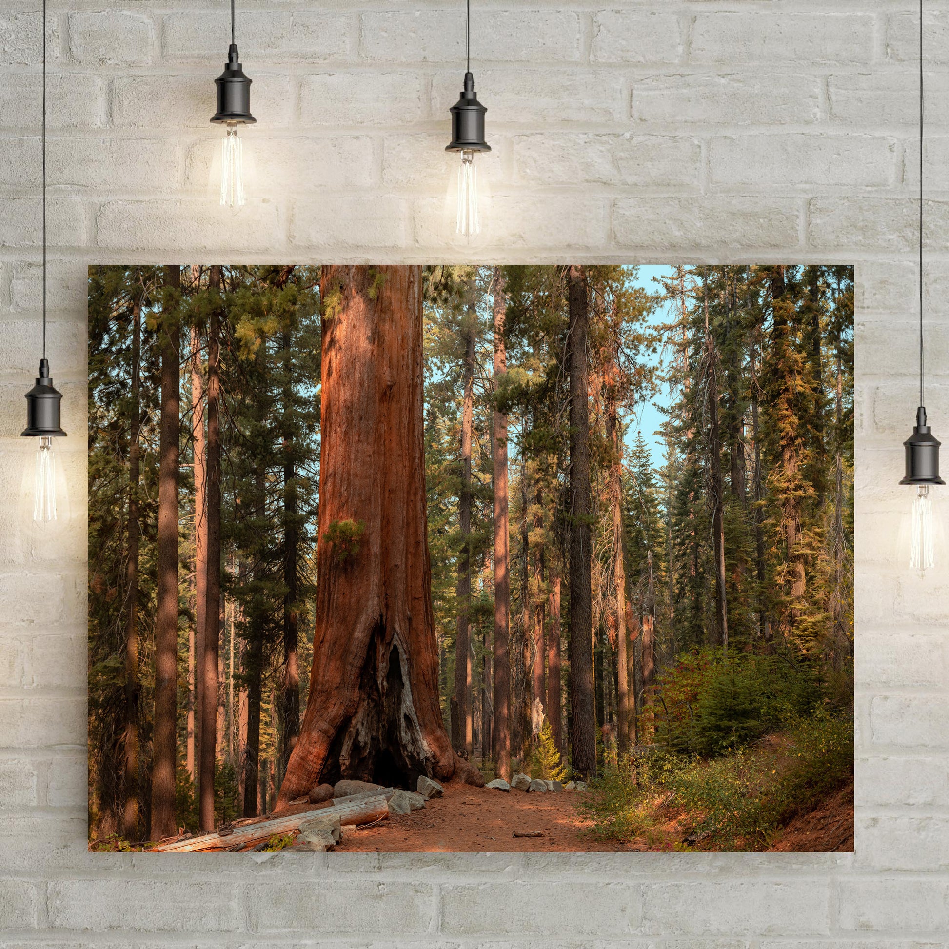 Sequoia Trees Canvas Wall Art - Image by Tailored Canvases