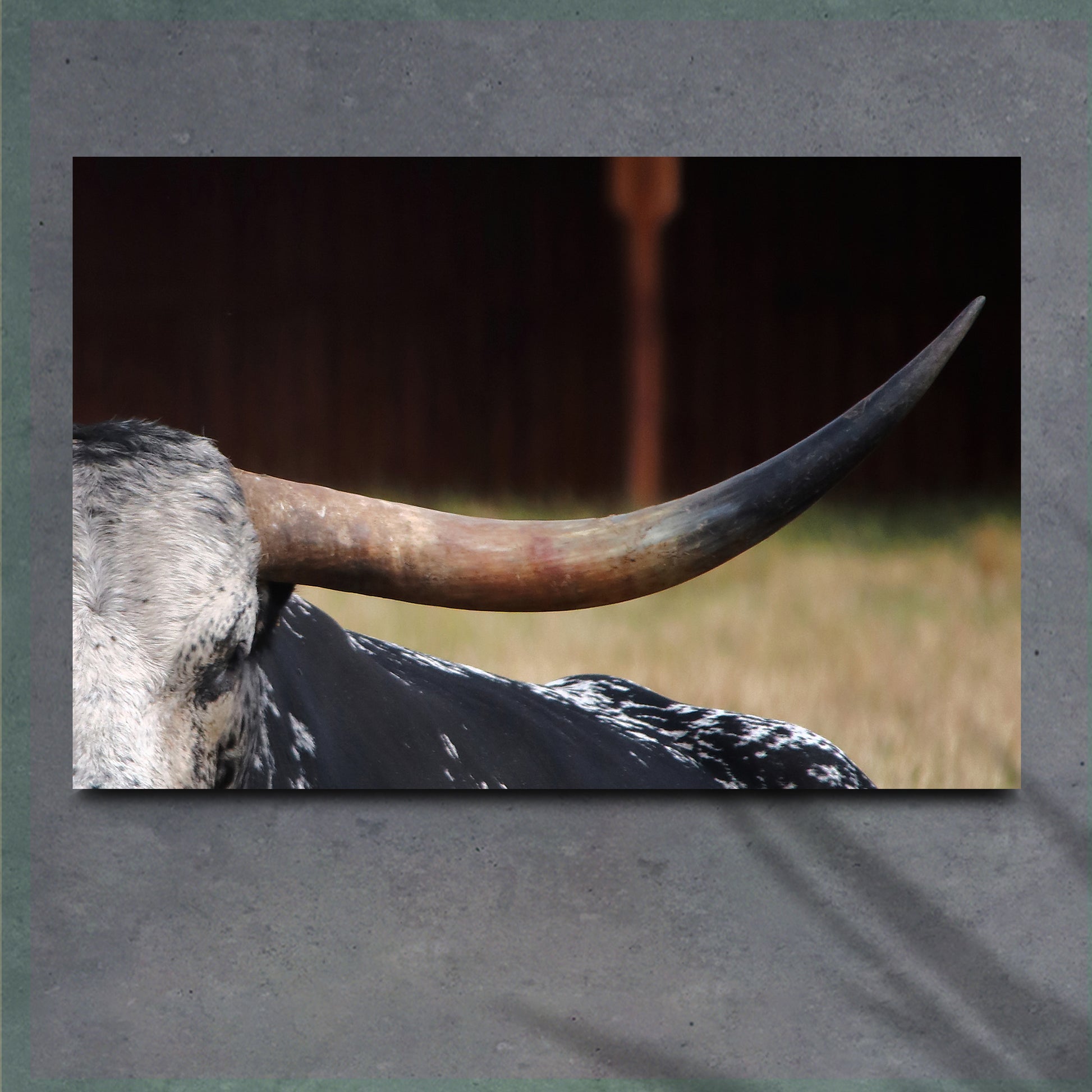 Focused Longhorn Cattle Canvas Wall Art - Image by Tailored Canvases