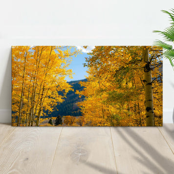 Colorado Aspen Forest Canvas Wall Art