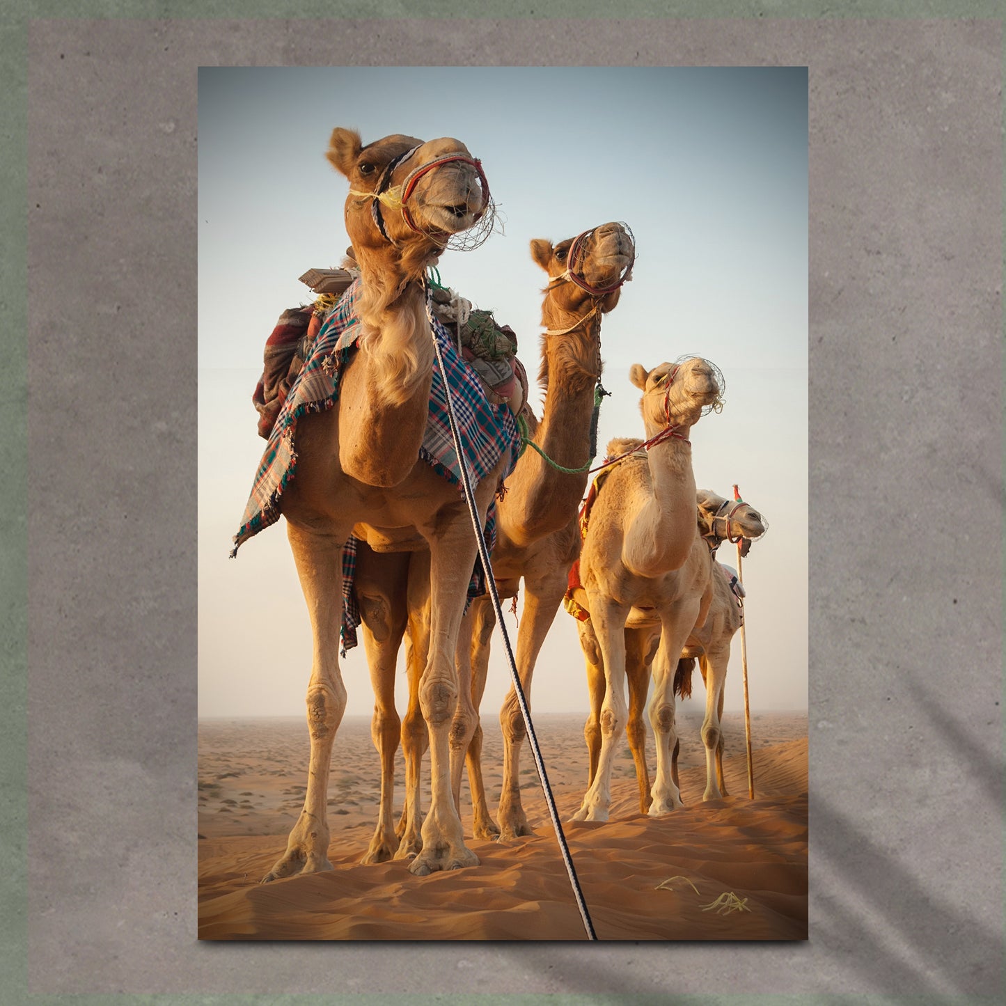 Desert Camels Up Head To Journey Portrait Canvas Wall Art - Image by Tailored Canvases