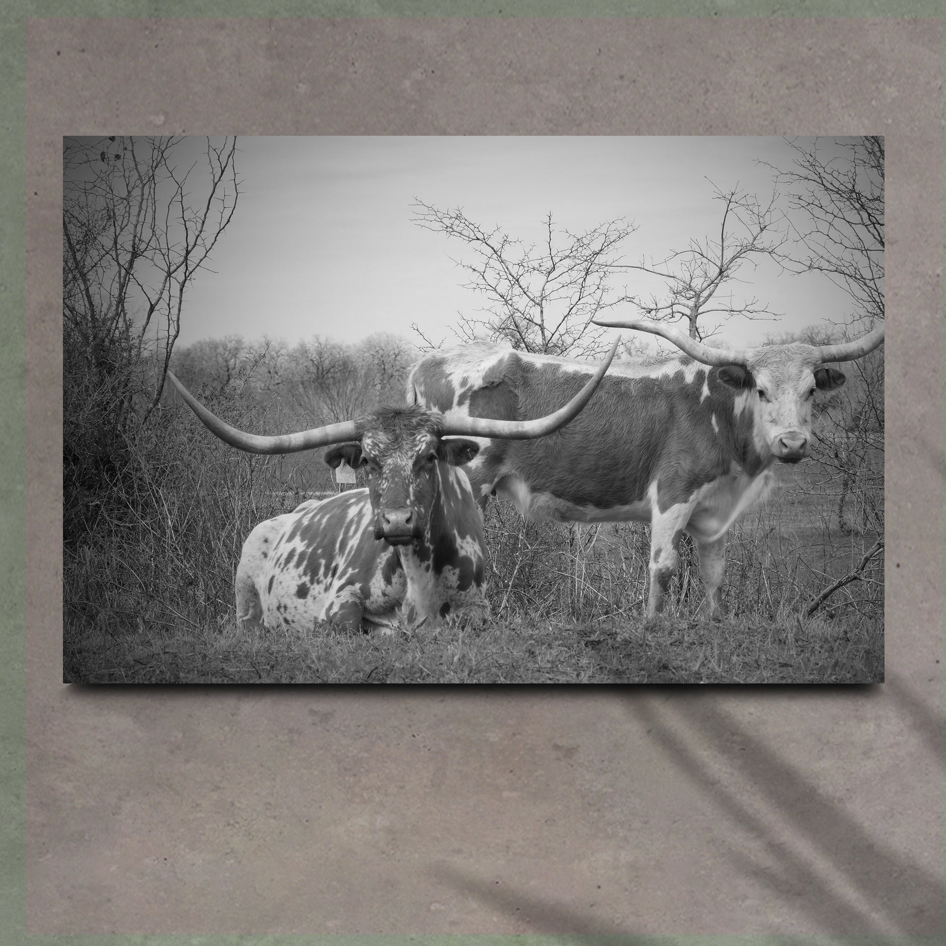 Monochrome Texas Longhorn Cattle Canvas Wall Art - Image by Tailored Canvases