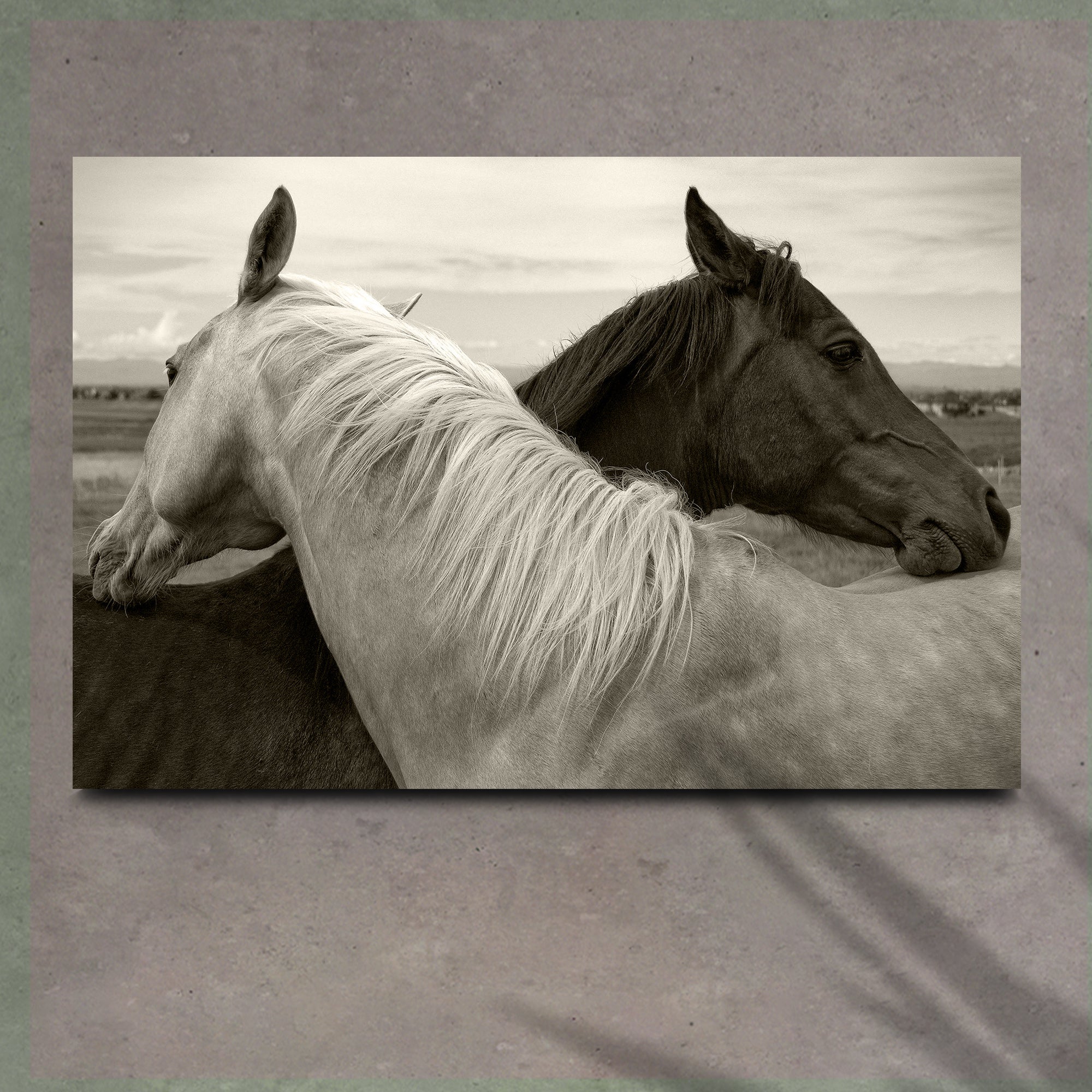 Monochrome Couple Horse Canvas Wall Art – Tailored Canvases