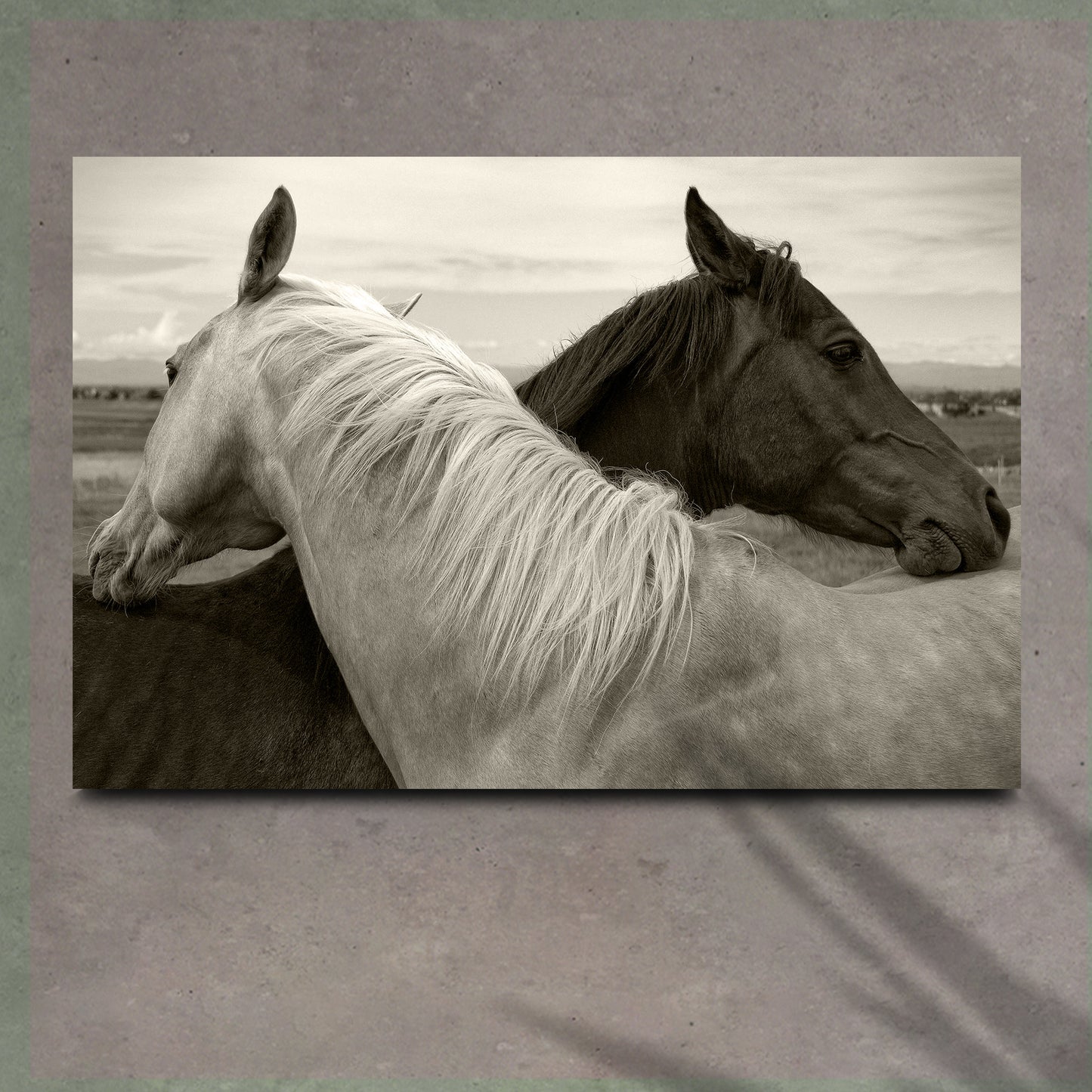 Monochrome Couple Horse Canvas Wall Art - Image by Tailored Canvases