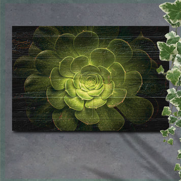 Succulent In Macro Lens Canvas Wall Art