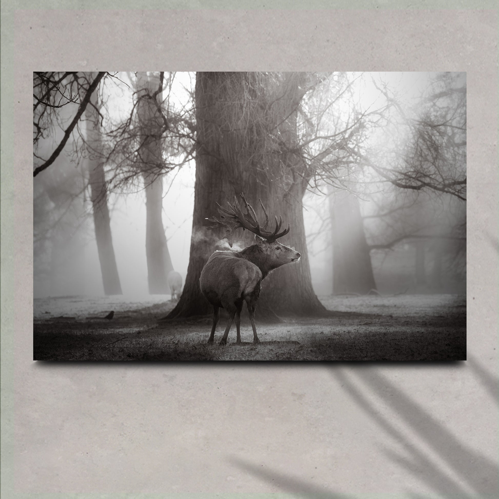 Monochrome Deer Canvas Wall Art - Image by Tailored Canvases