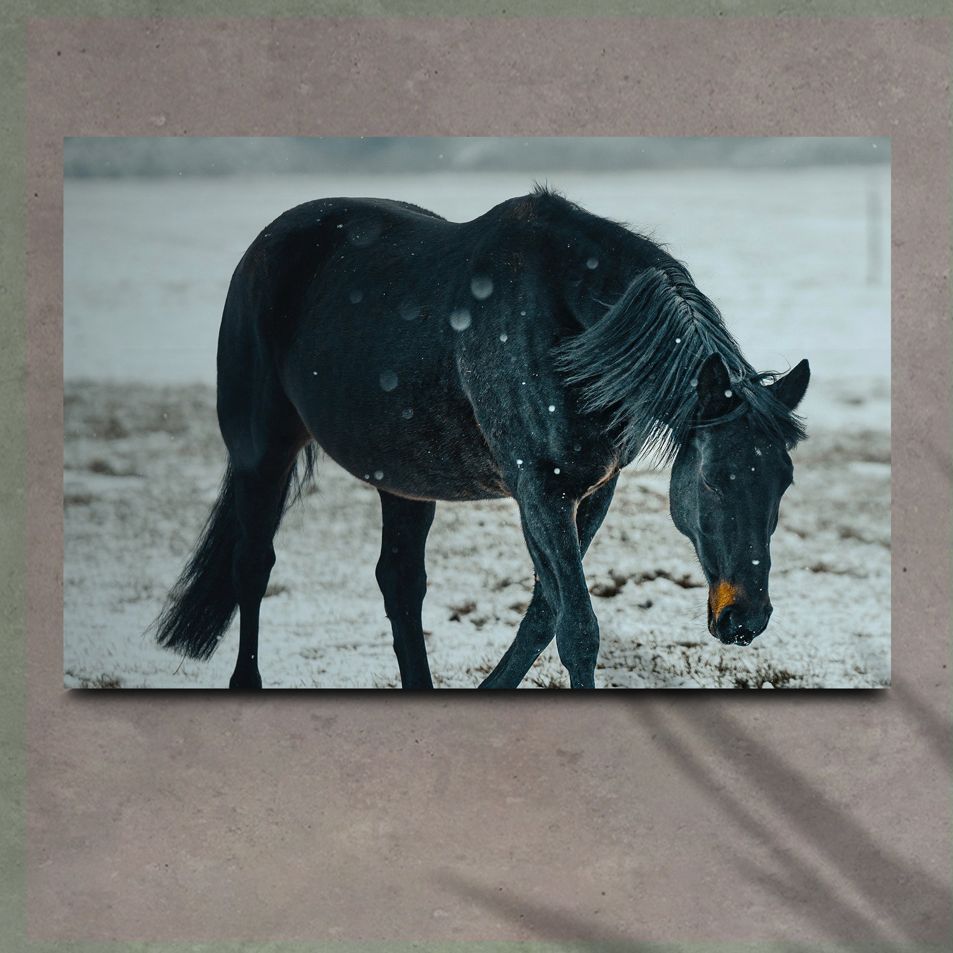 Black Horse In Winter Cattle Canvas Wall Art - Image by Tailored Canvases