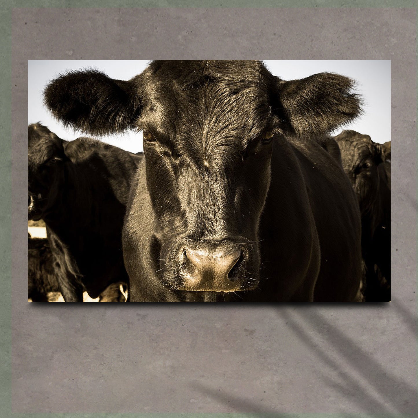 Black Angus Bull Canvas Wall Art - Image by Tailored Canvases