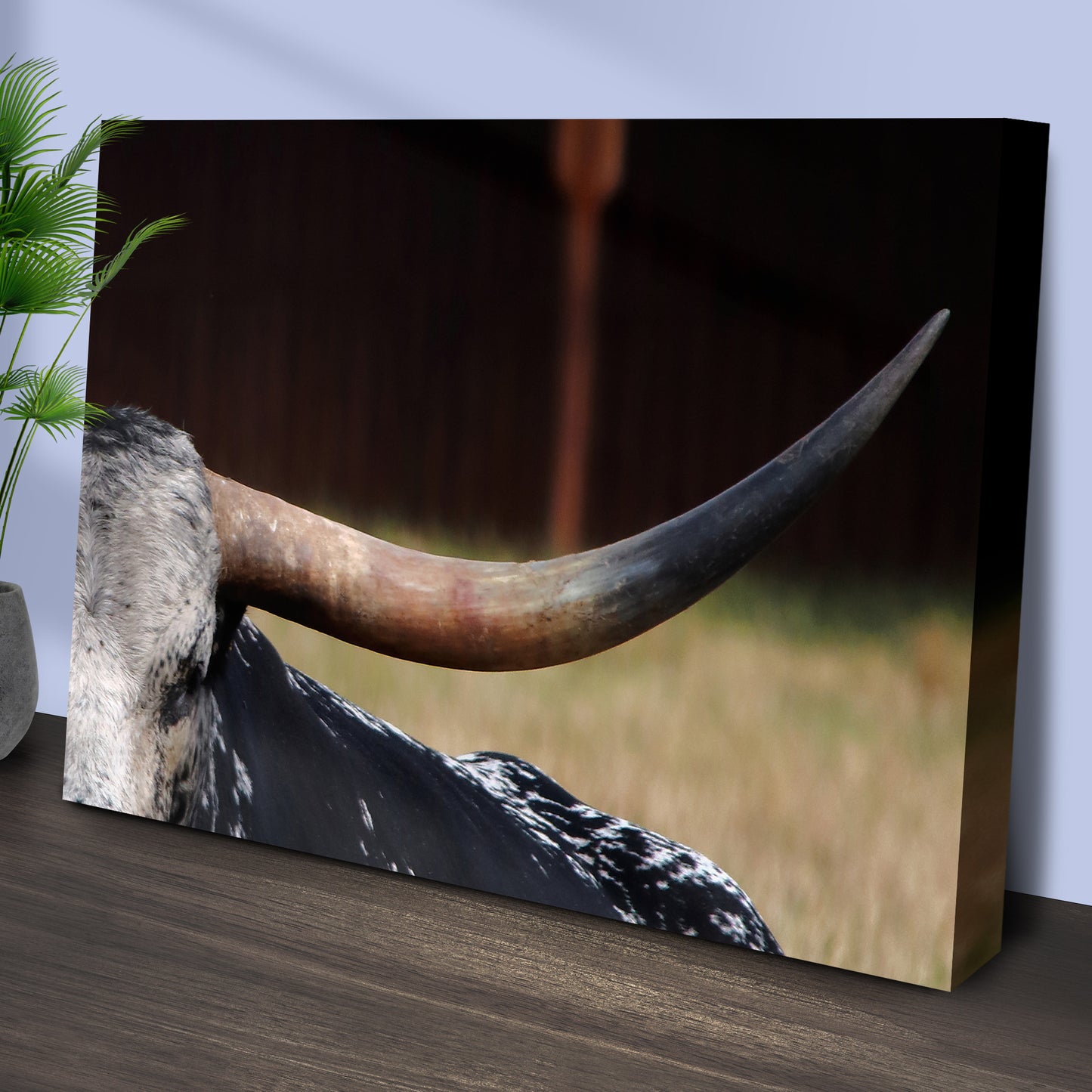 Focused Longhorn Cattle Canvas Wall Art Style 1 - Image by Tailored Canvases