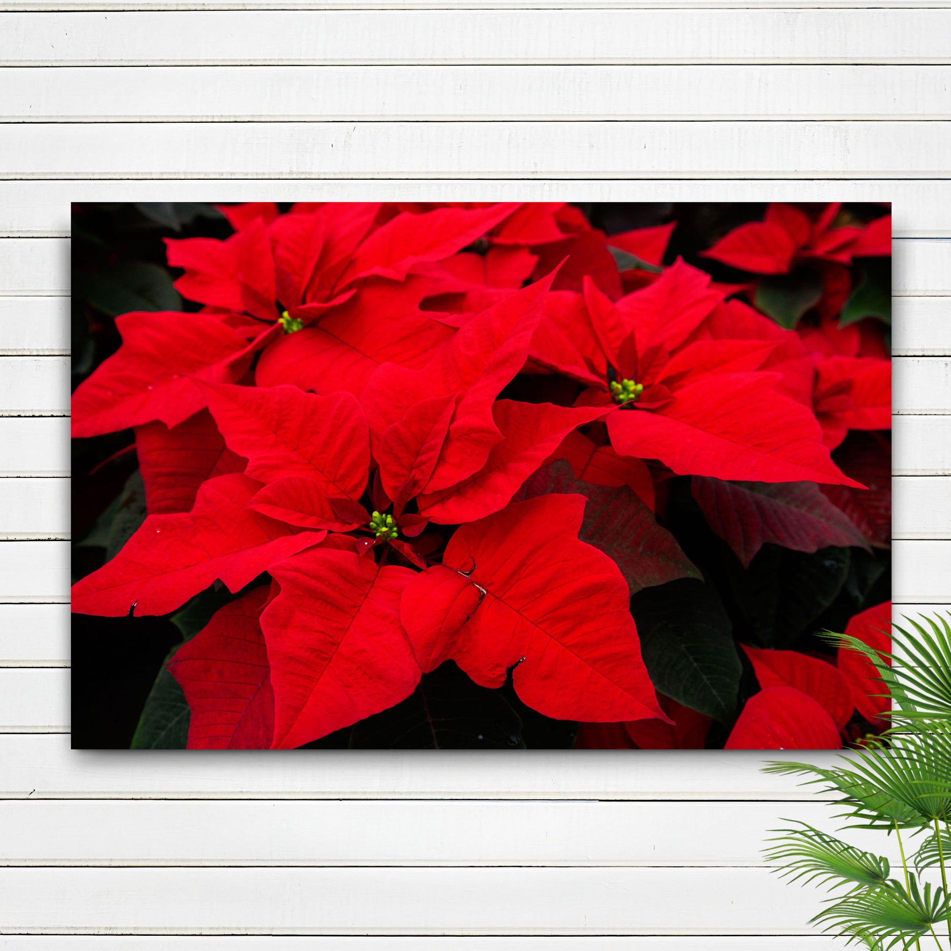 Flowers Poinsettia Crimson Canvas Wall Art Style 1 - Image by Tailored Canvases