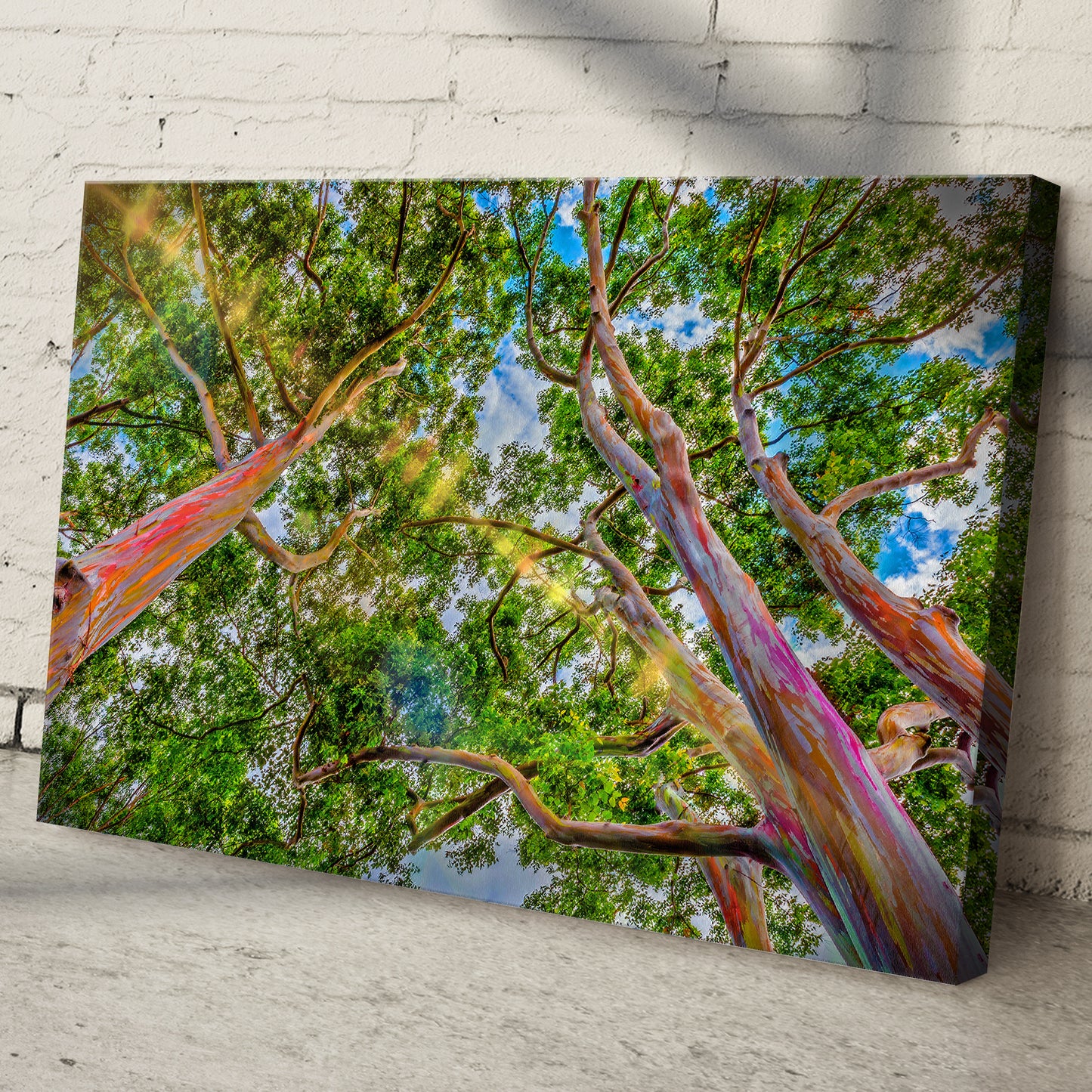 Rainbow Eucalyptus Tree Canvas Wall Art Style 1 - Image by Tailored Canvases