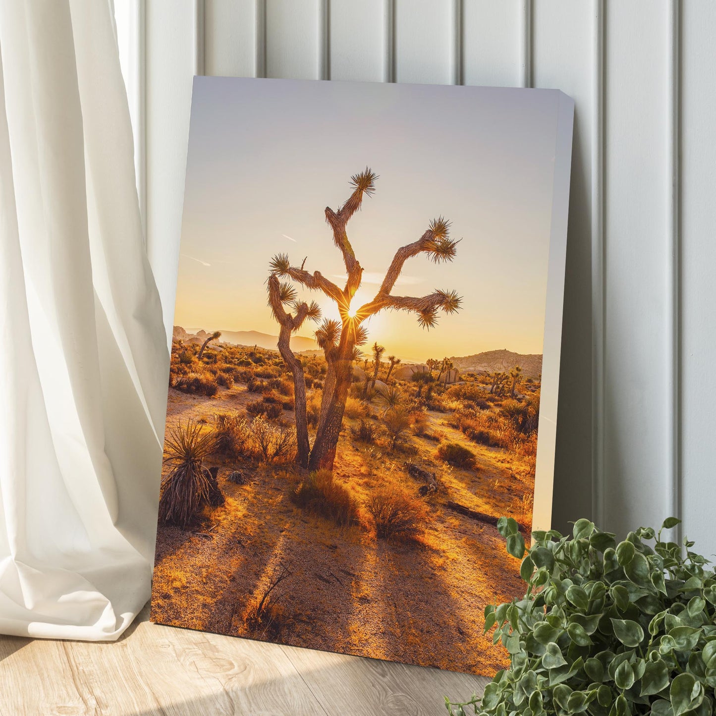 Joshua Tree Of The Mojave And Colorado Deserts Canvas Wall Art Style 1 - Image by Tailored Canvases