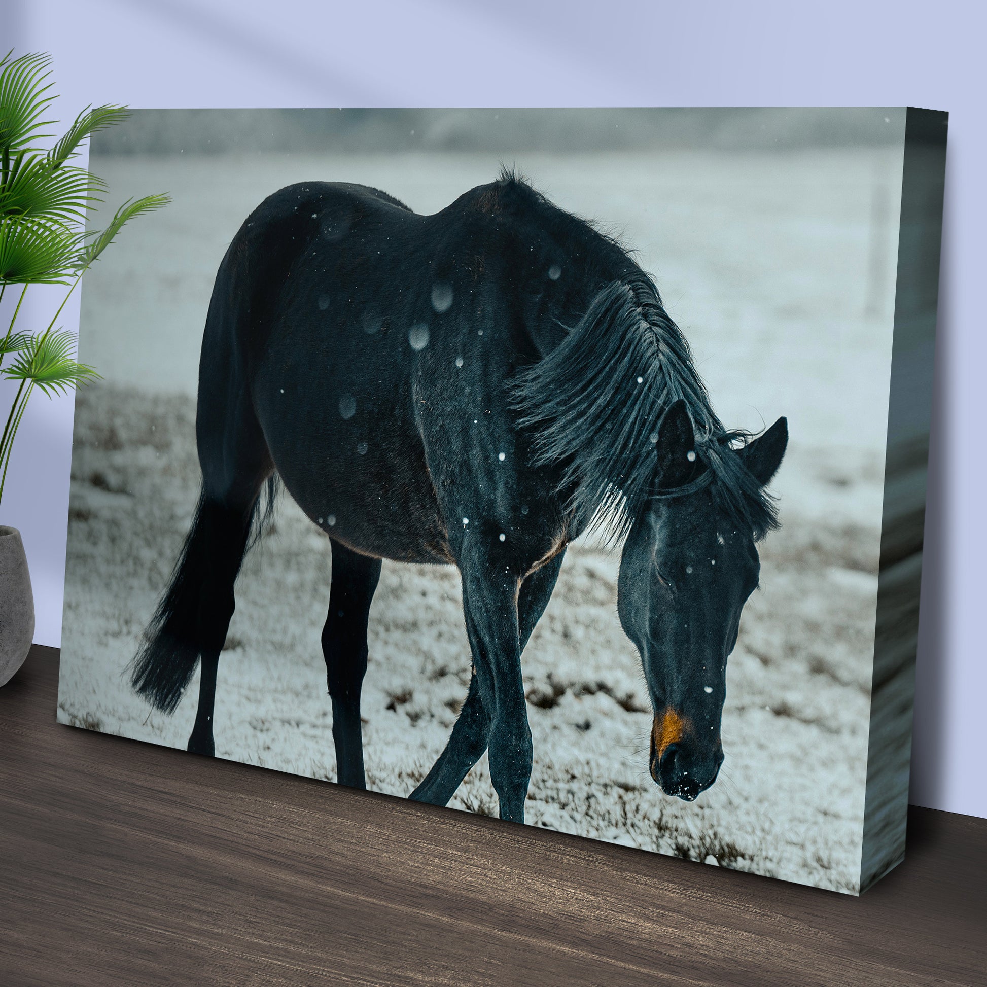 Black Horse In Winter Cattle Canvas Wall Art Style 1 - Image by Tailored Canvases