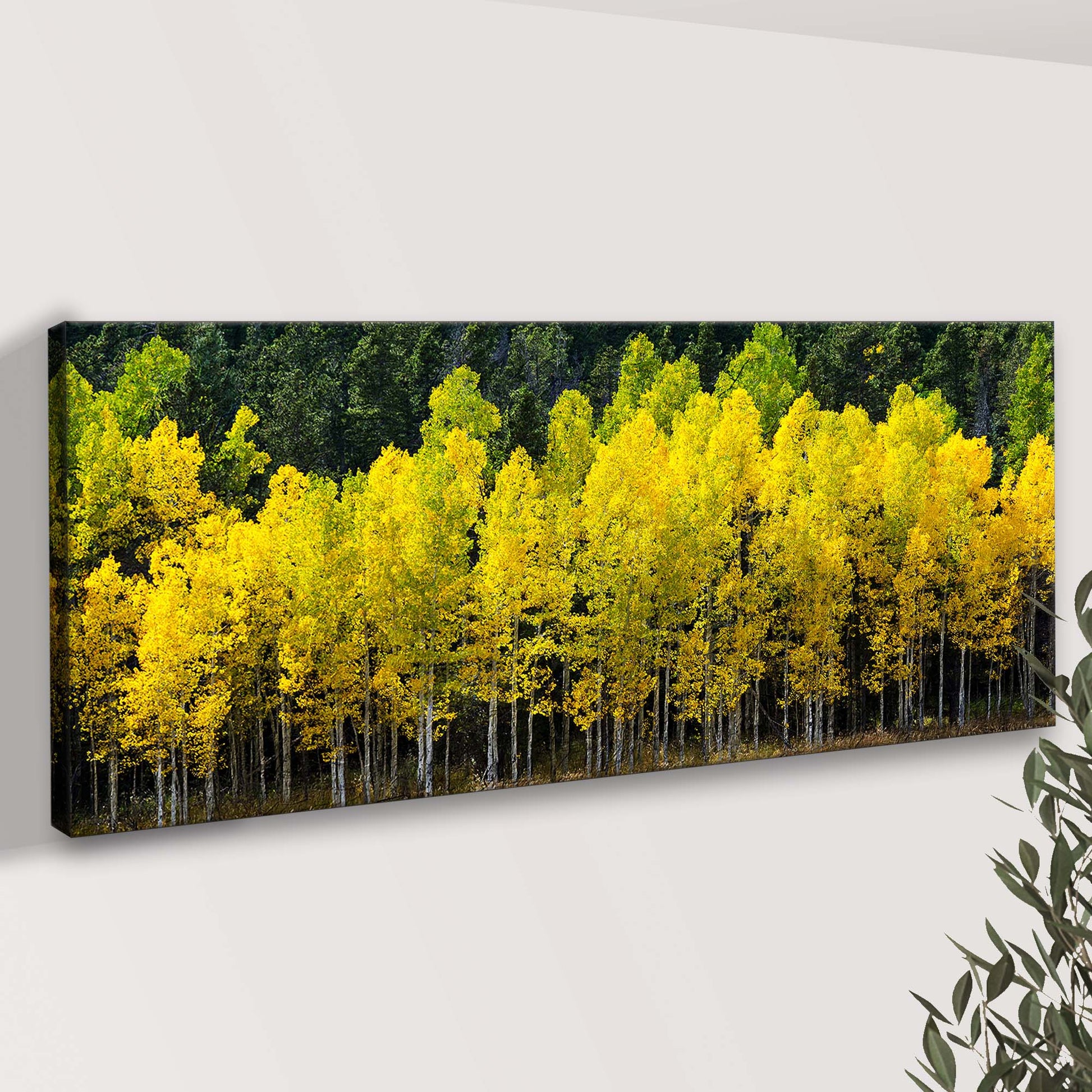 Colorado Aspen Grove Canvas Wall Art Style 1 - Image by Tailored Canvases