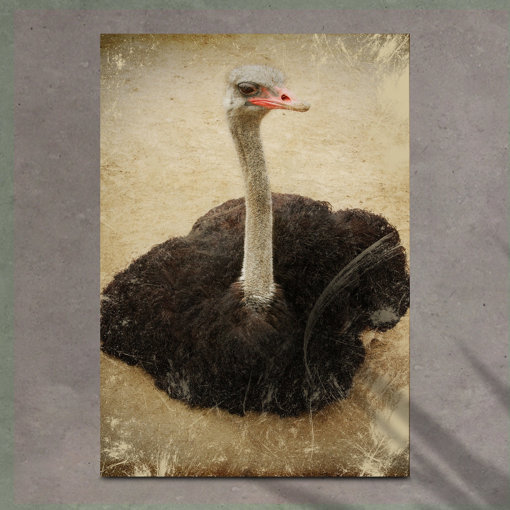 Vintage Ostrich Portrait Canvas Wall Art Style 1 - Image by Tailored Canvases