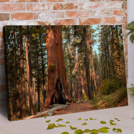 Sequoia Trees Canvas Wall Art - Image by Tailored Canvases