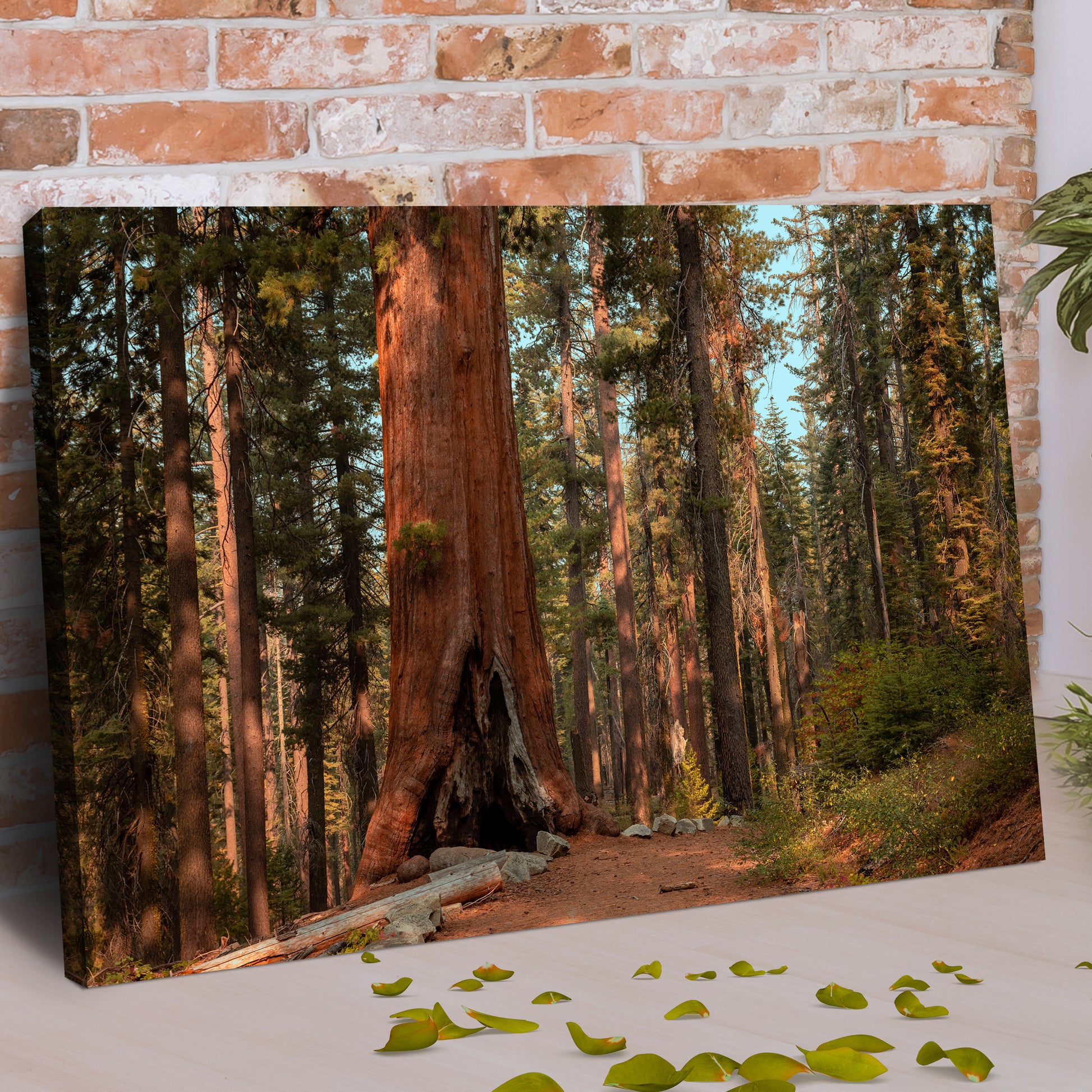 Sequoia Trees Canvas Wall Art Style 1 - Image by Tailored Canvases