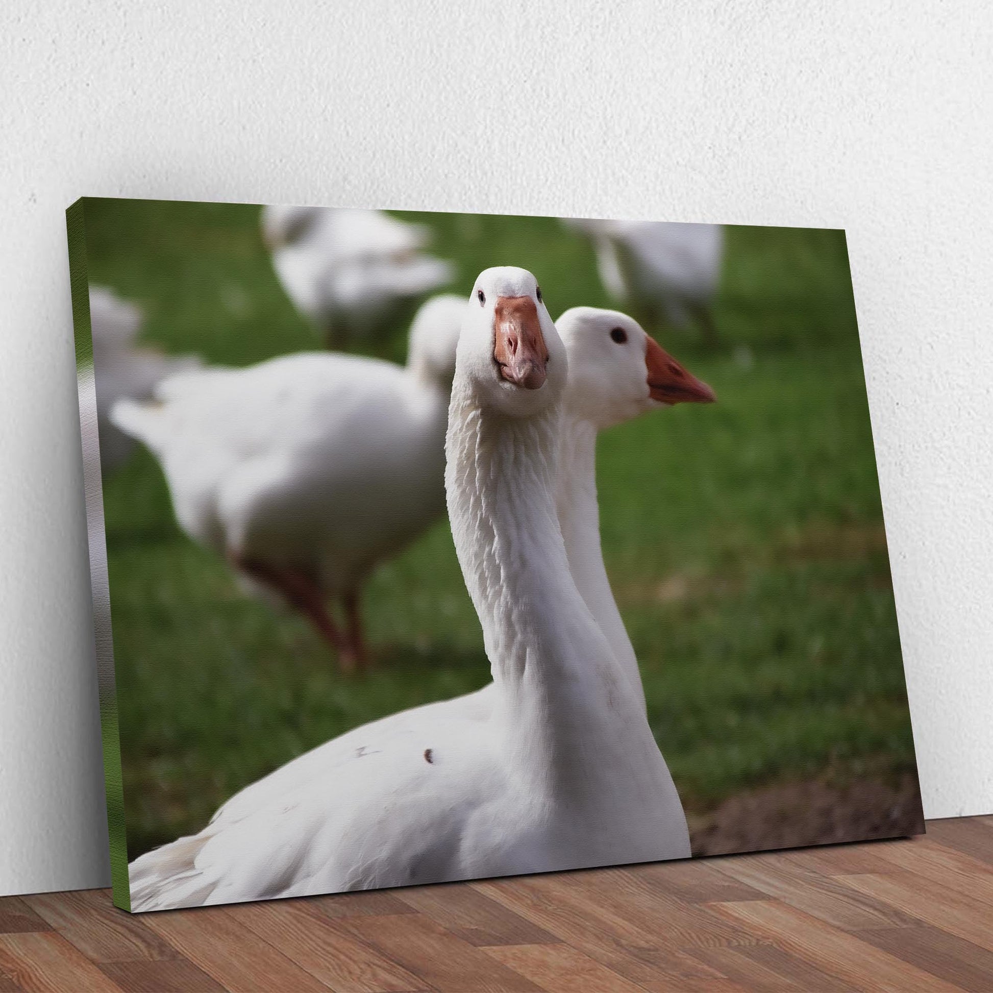 Curious Geese Canvas Wall Art Style 1 - Image by Tailored Canvases