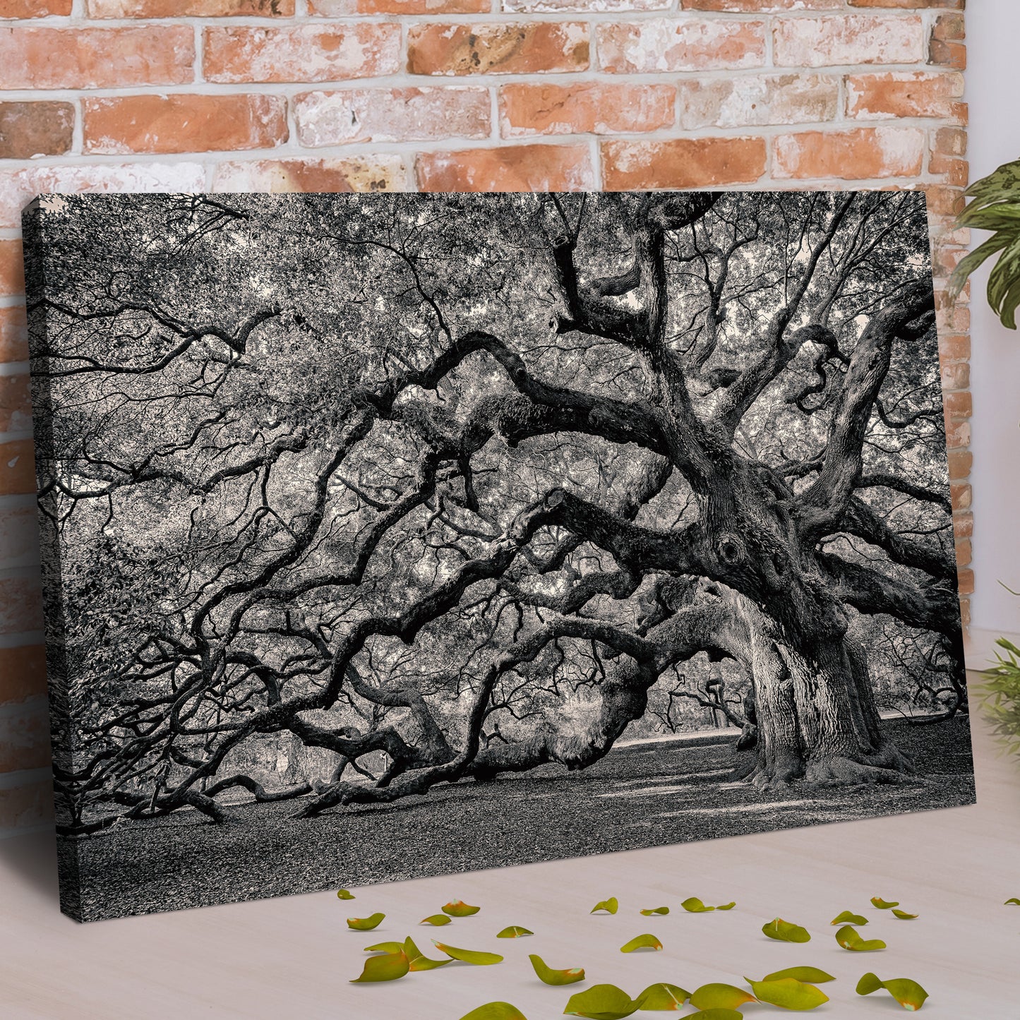 Monochrome Angel Oak Tree Canvas Wall Art Style 1 - Image by Tailored Canvases