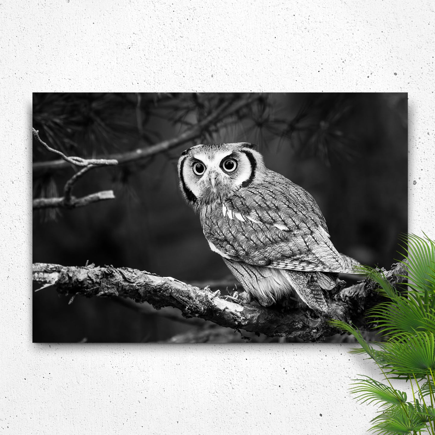 Black And White Owl Canvas Wall Art Style 1 - Image by Tailored Canvases