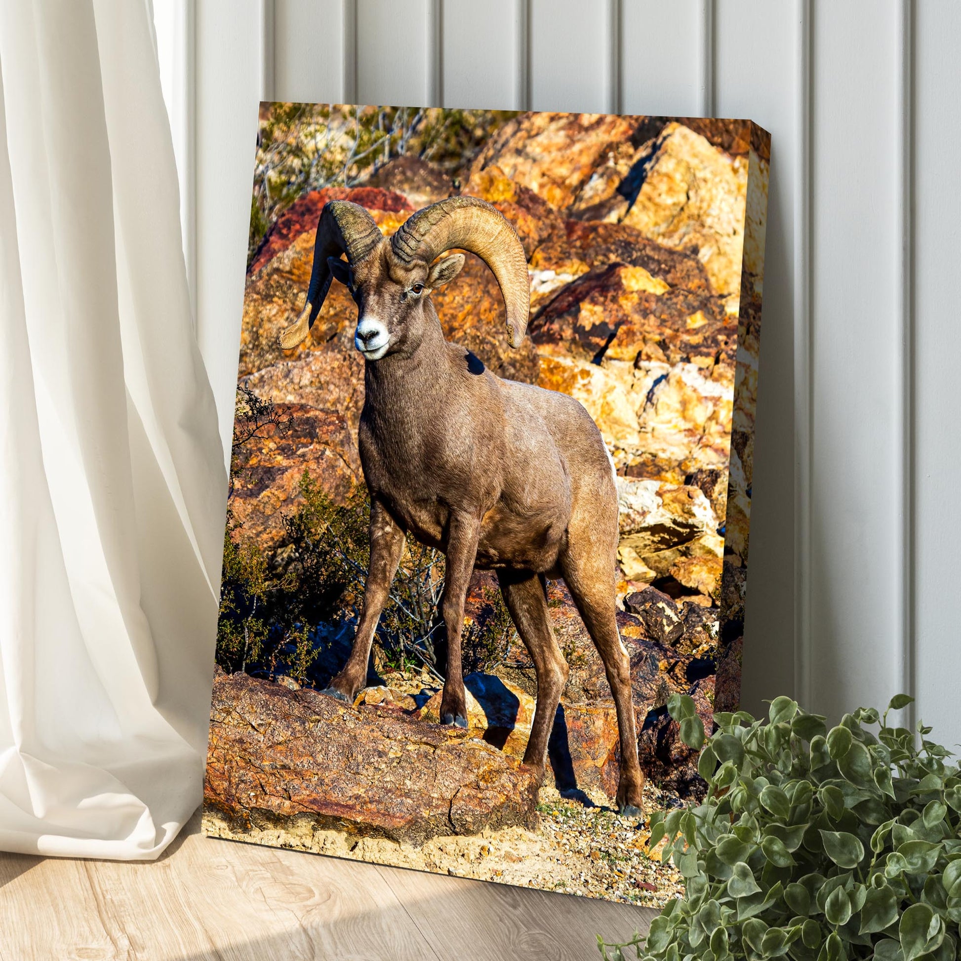 Rocky Mountain Big Horned Sheep Canvas Wall Art Style 1 - Image by Tailored Canvases