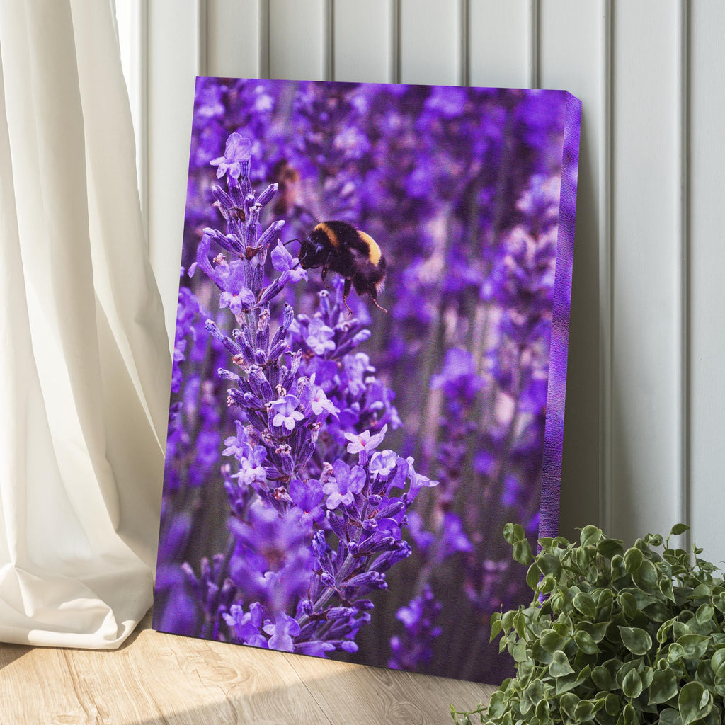 Bee Among Lavender Fields Canvas Wall Art by Tailored Canvases