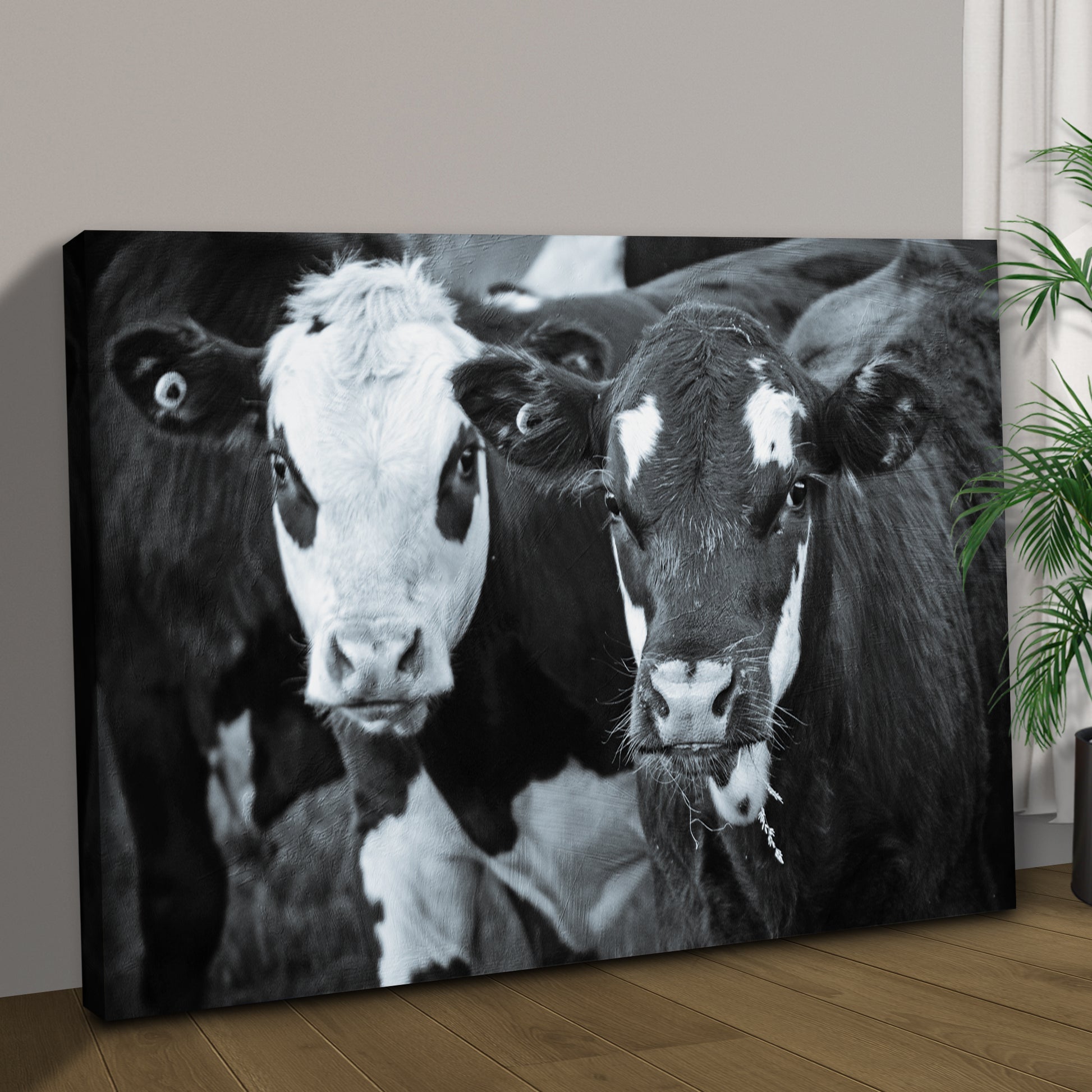 Black And White Cows Canvas Wall Art Style 1 - Image by Tailored Canvases