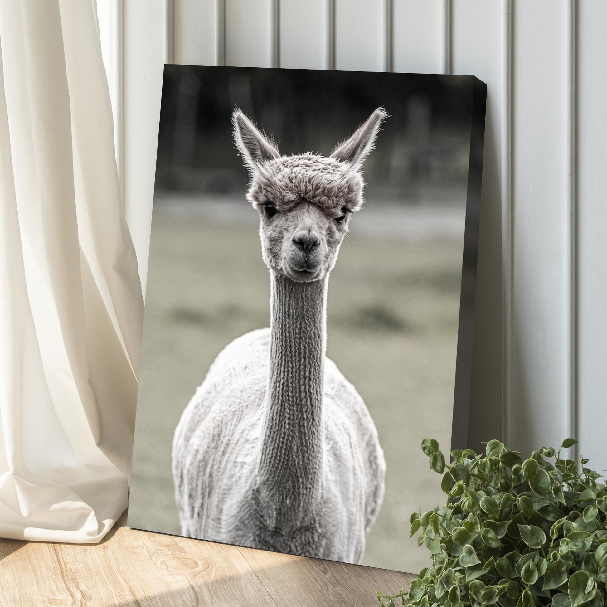 Monochrome Curious Llama Portrait Canvas Wall Art Style 1 - Image by Tailored Canvases