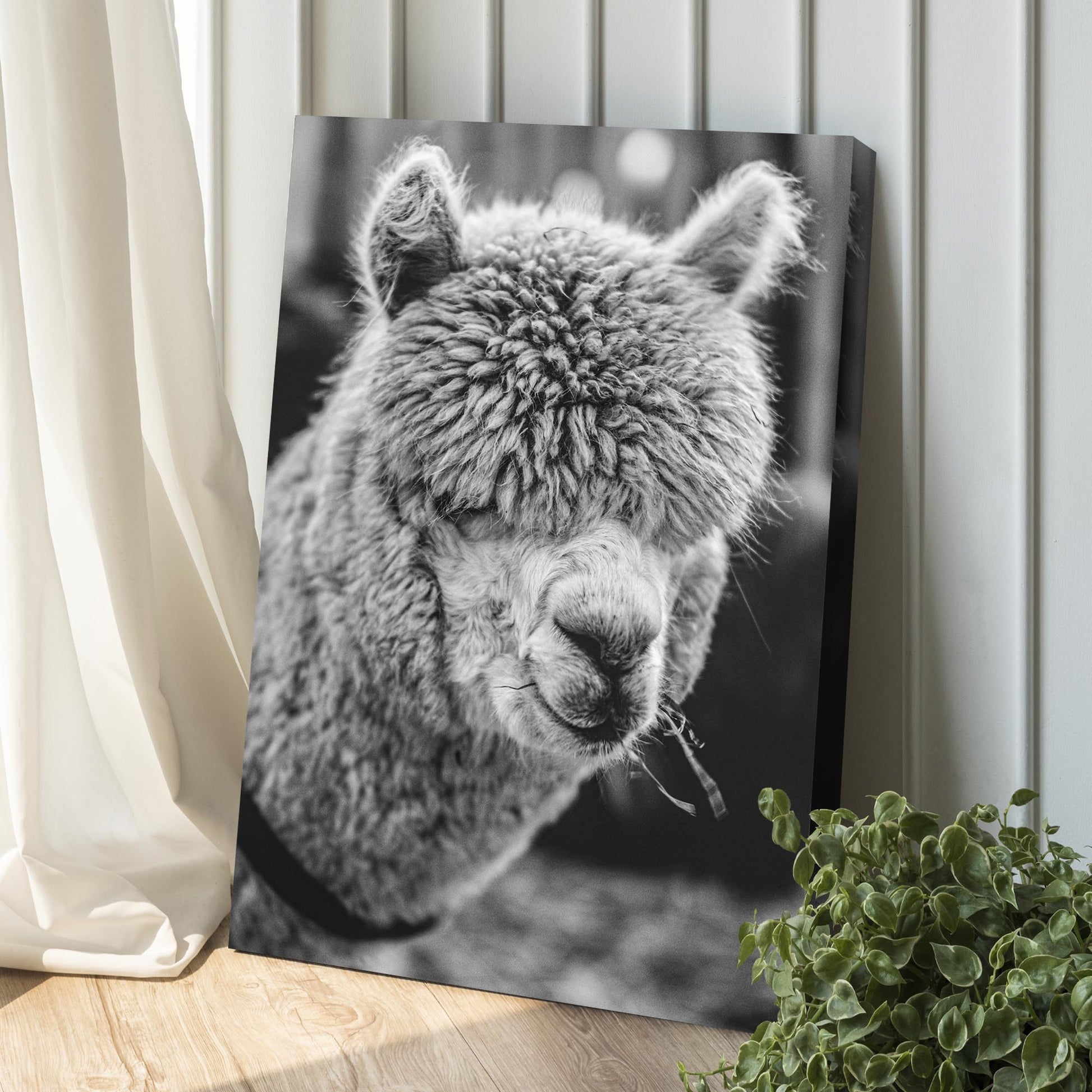 Monochrome Alpaca Up Close Portrait Canvas Wall Art Style 1 - Image by Tailored Canvases