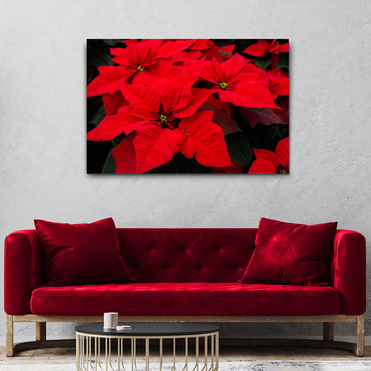 Flowers Poinsettia Crimson Canvas Wall Art - Image by Tailored Canvases