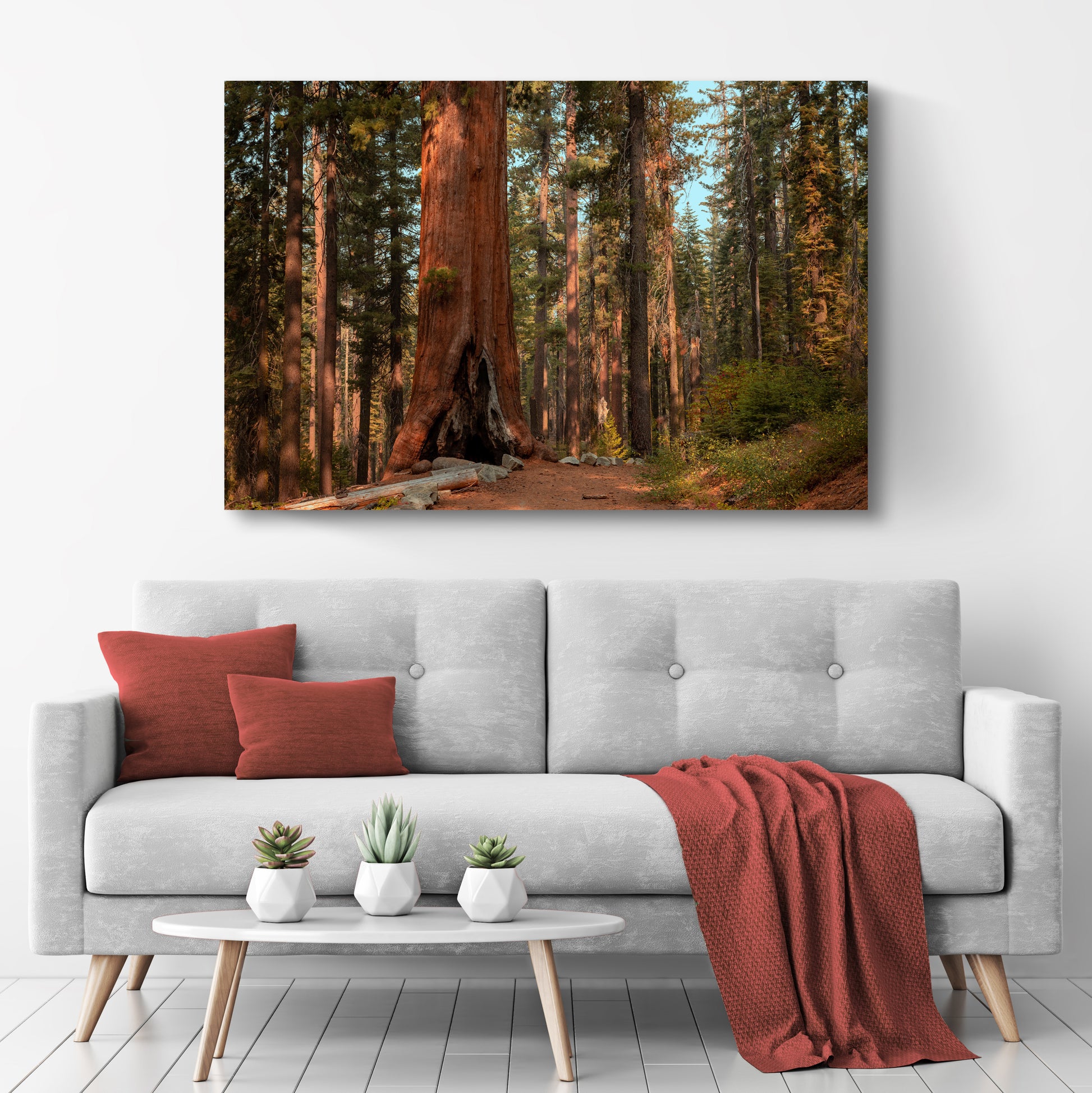 Sequoia Trees Canvas Wall Art Style 2 - Image by Tailored Canvases