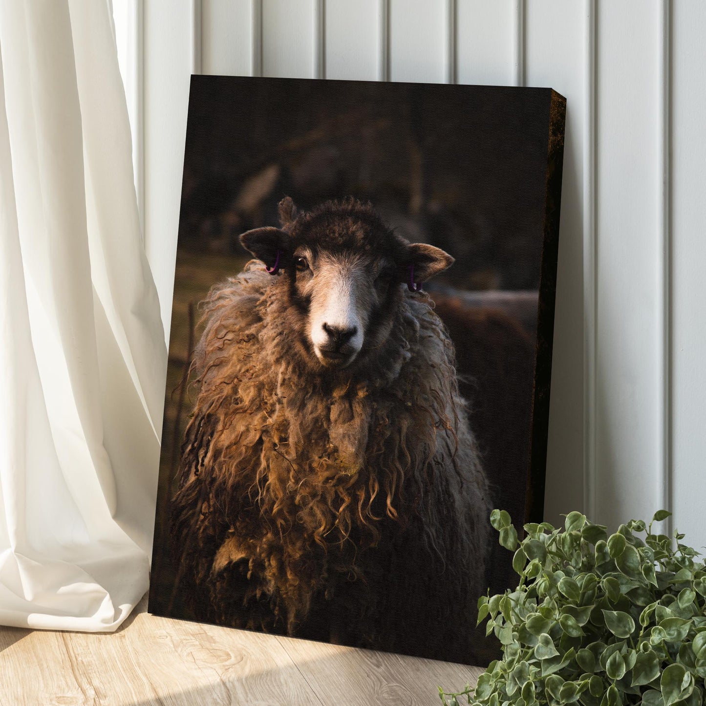Sheep Stare Portrait Canvas Wall Art Style 1 - Image by Tailored Canvases