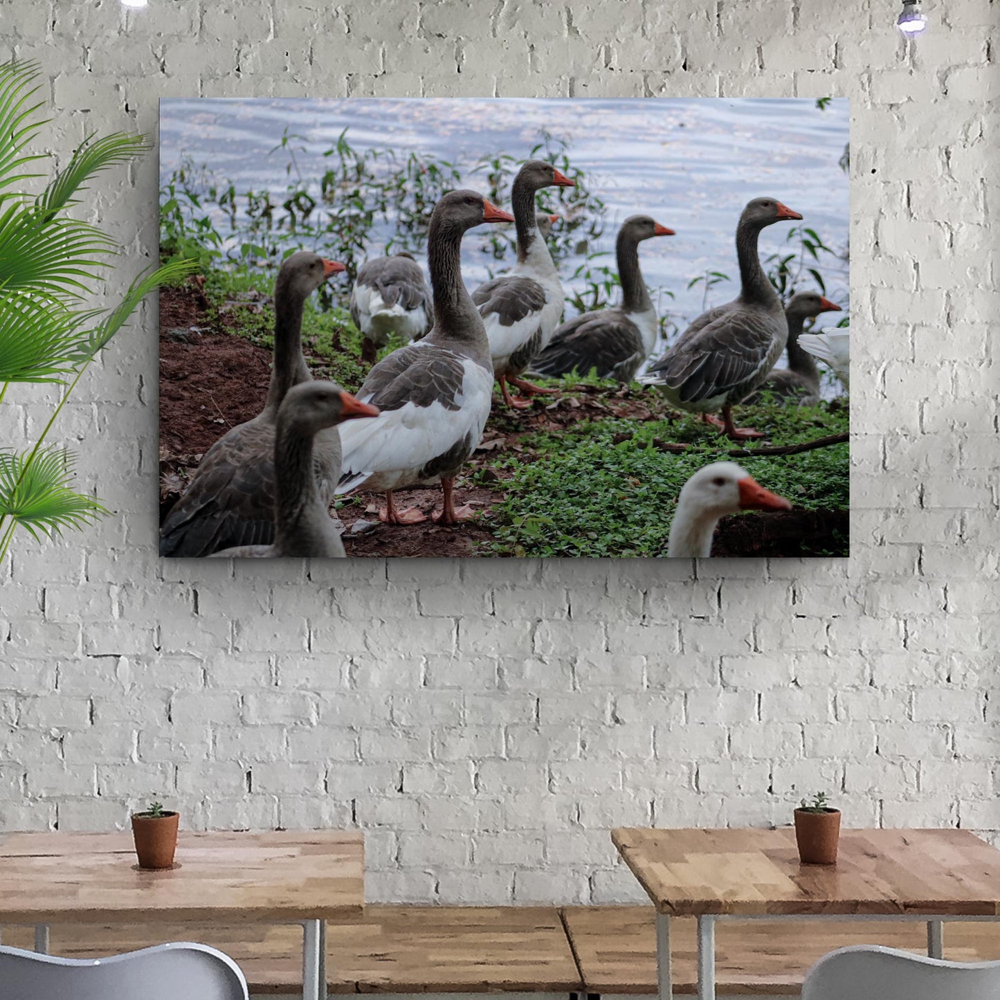 Flock Of Domestic Geese Canvas Wall Art Style 2 - Image by Tailored Canvases