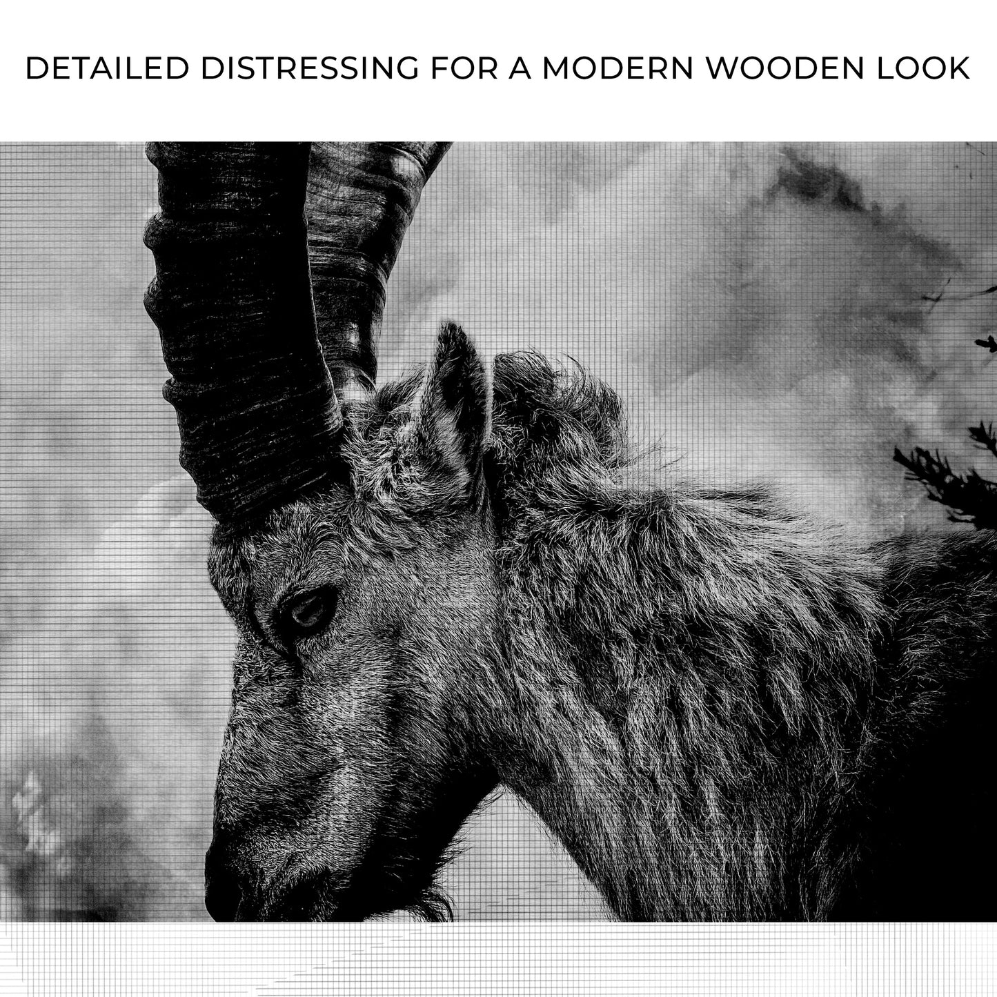 Monochrome Long Horned Goat Canvas Wall Art Zoom - Image by Tailored Canvases