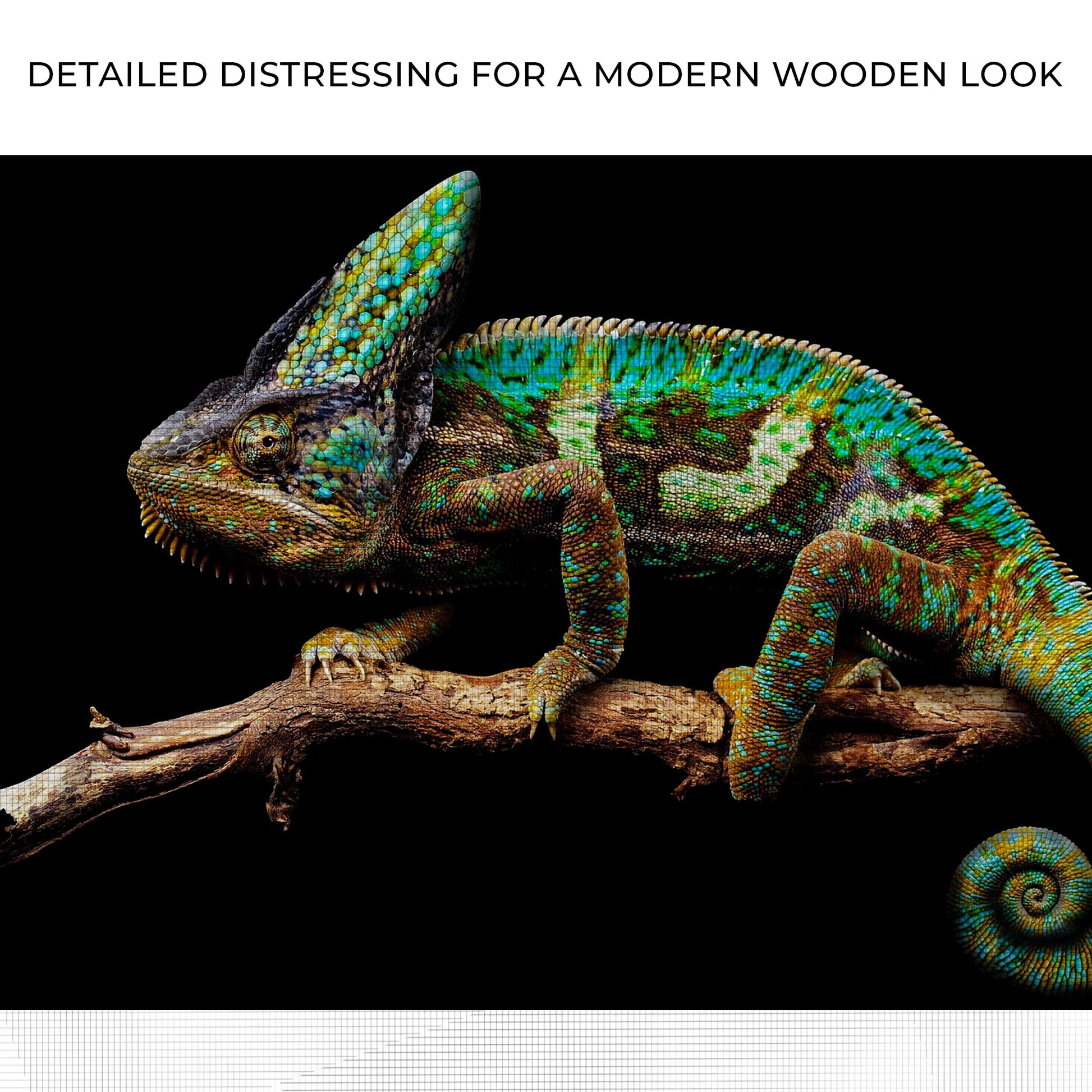Reptile Lizard Veiled Chameleon Canvas Wall Art Zoom - by Tailored Canvases