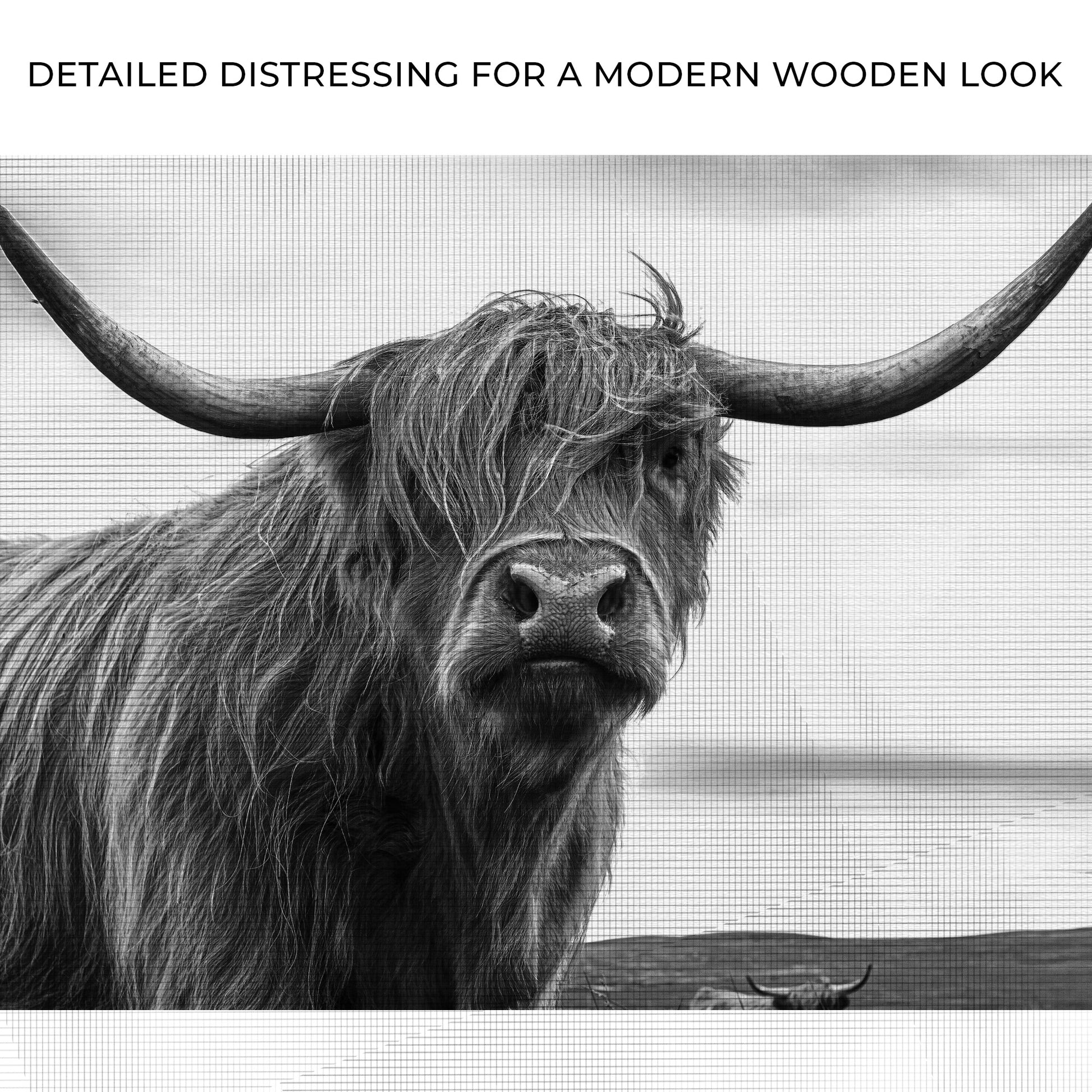 Highland Cow Black And White Portrait Canvas Wall Art Zoom - Image by Tailored Canvases
