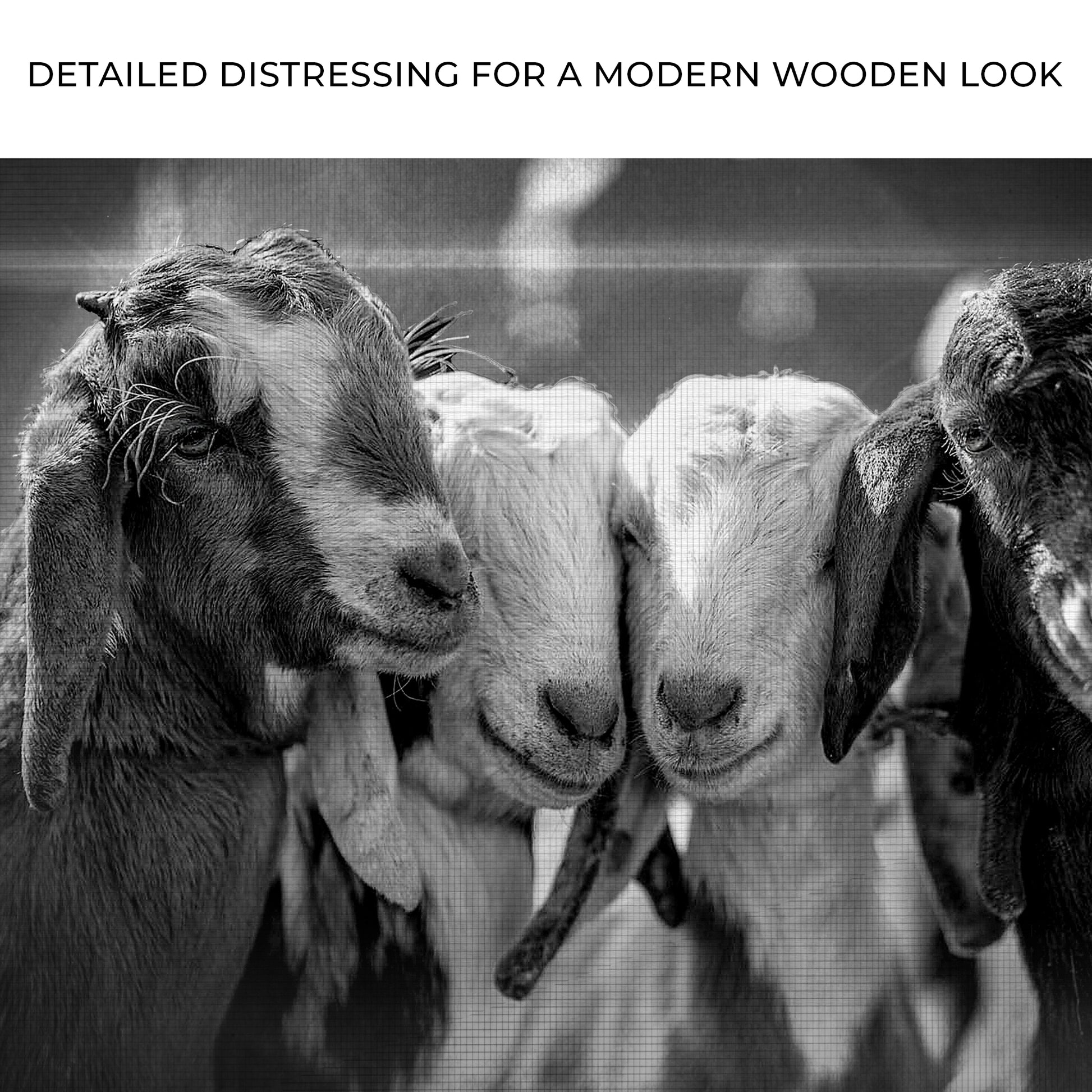 Black And White Baby Goats Canvas Wall Art Zoom - Image by Tailored Canvases