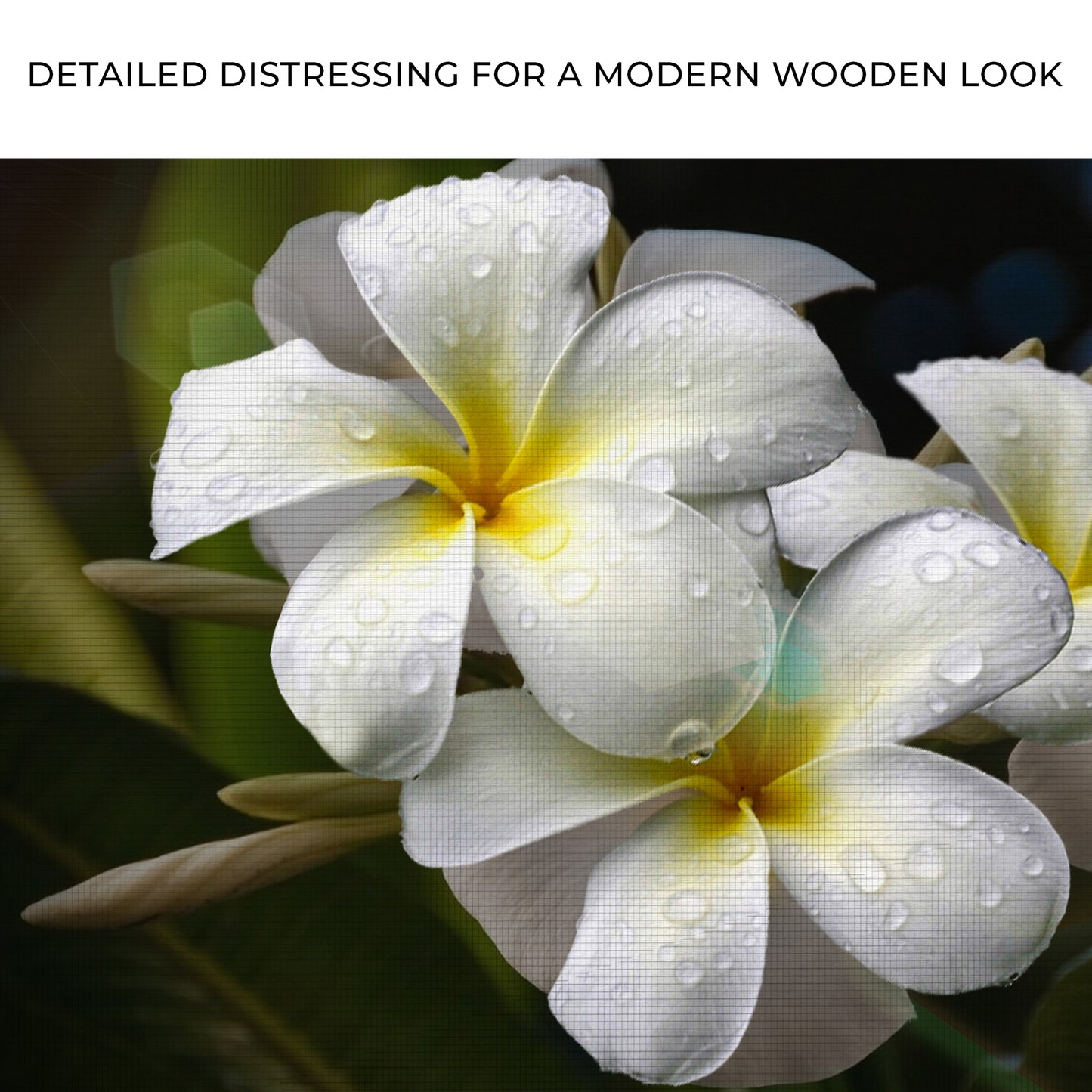 White Frangipani Flower Canvas Wall Art Zoom - Image by Tailored Canvases