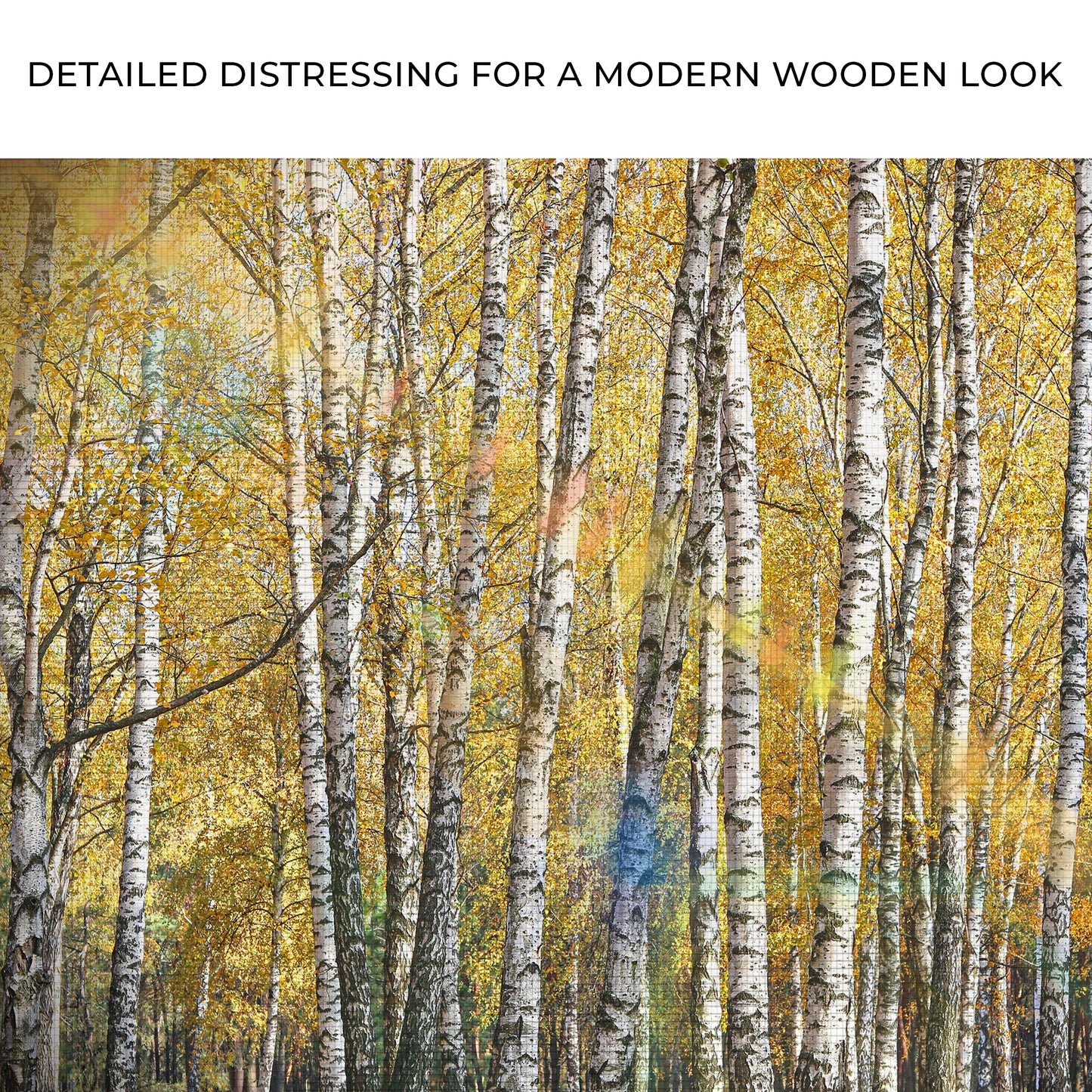 White Birch Trees With Golden Leaves Canvas Wall Art Zoom - Image by Tailored Canvases